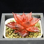 アガボイデス　ロメオルビン（実生）02