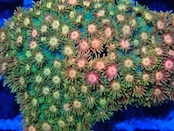 Goniopora FromMakassar PerfectRainbow