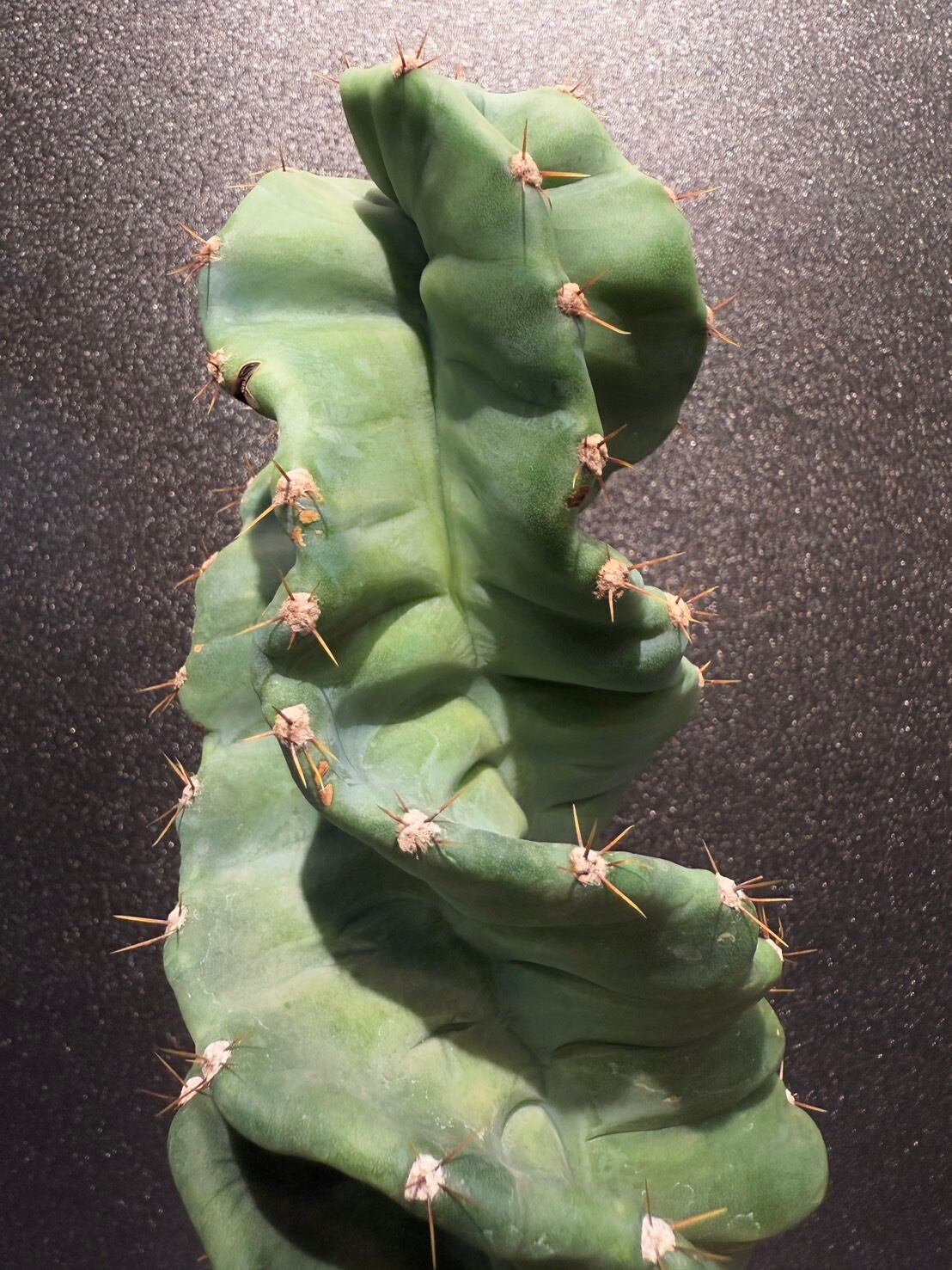 セレウス スピラリス サボテン 観葉植物 ねじり 希少 おすすめ | 観葉