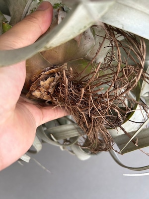 Tillandsia xerographica XLsize【artPLANTs】Tillandsia/ティランジア/キセログラフィカ