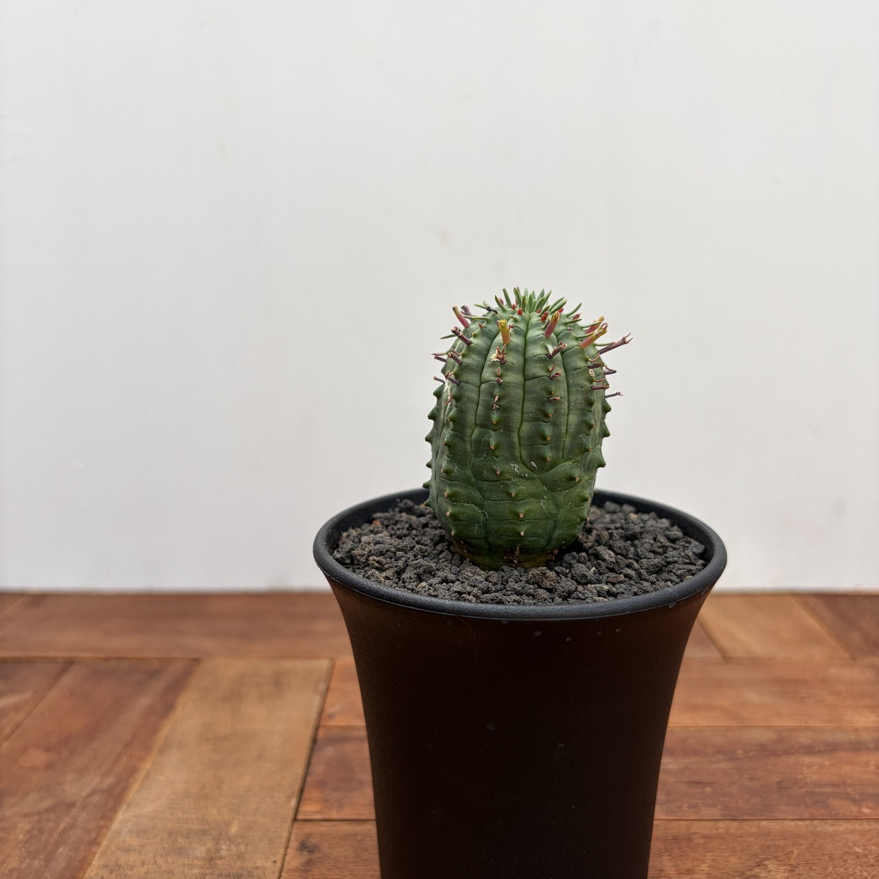 Euphorbia obesa×stellispina【ユーフォルビア・オベサ群星冠】