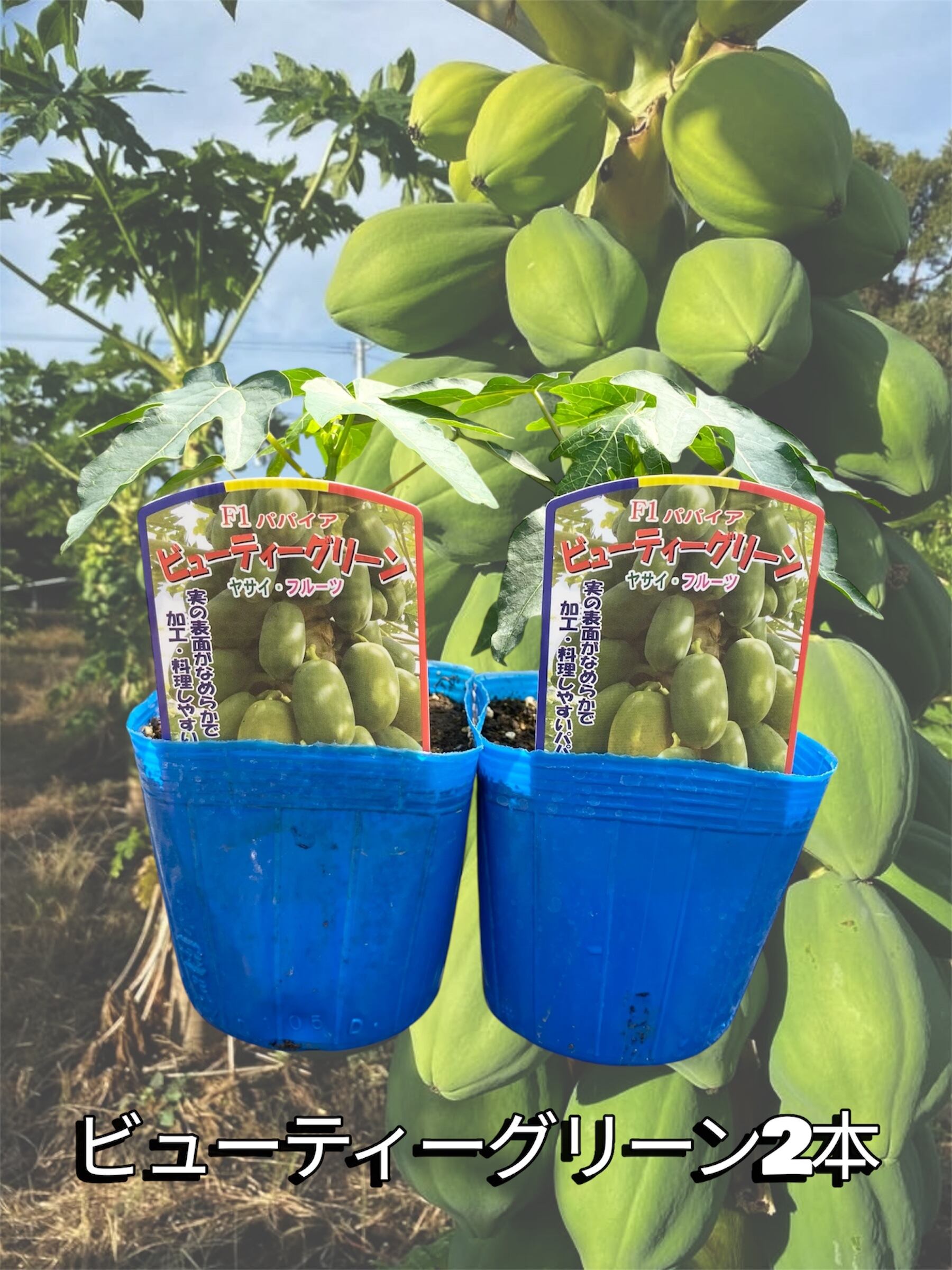 青パパイヤ苗 | wakabaseed