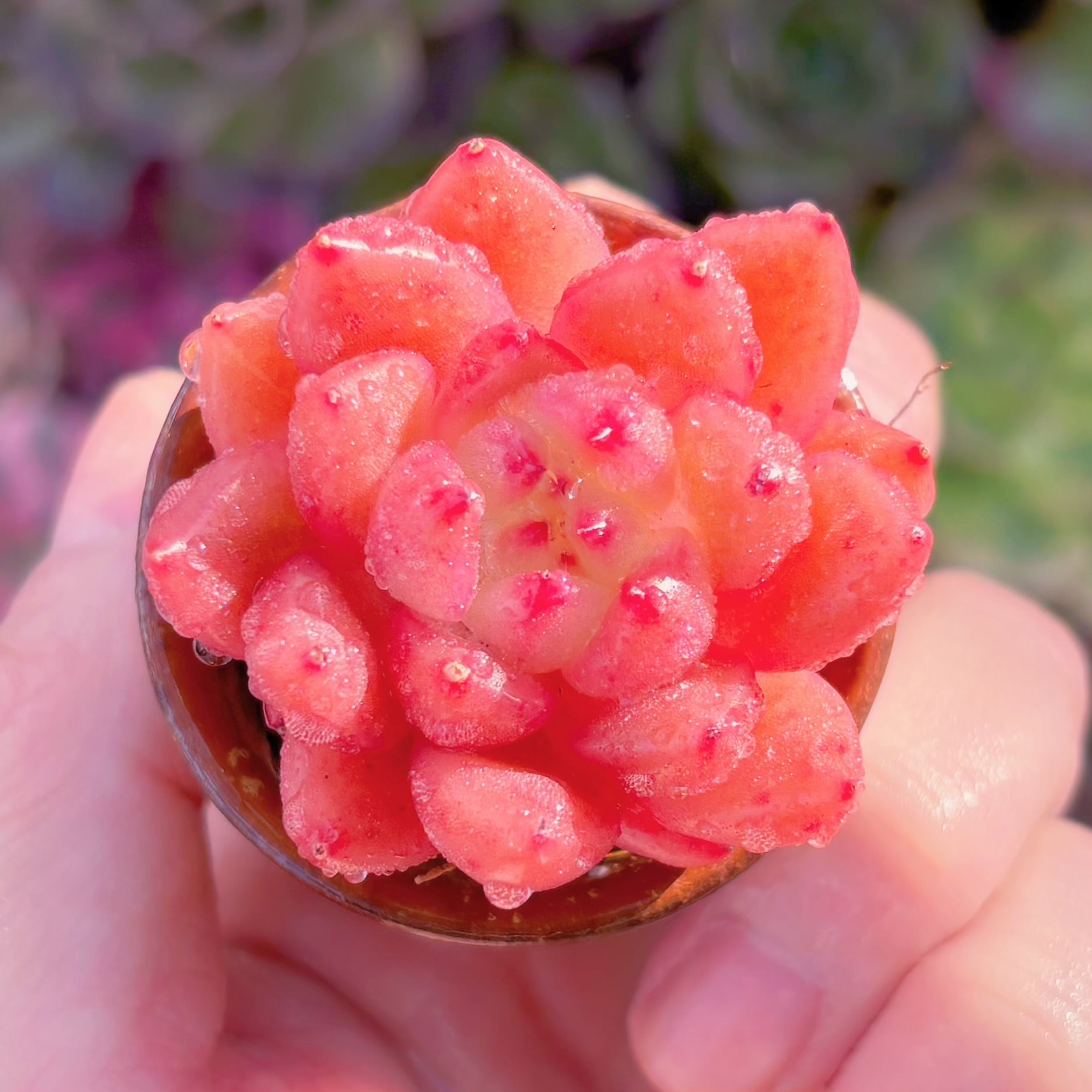 多肉植物　ピンクトパーズ　新入荷　るる農園