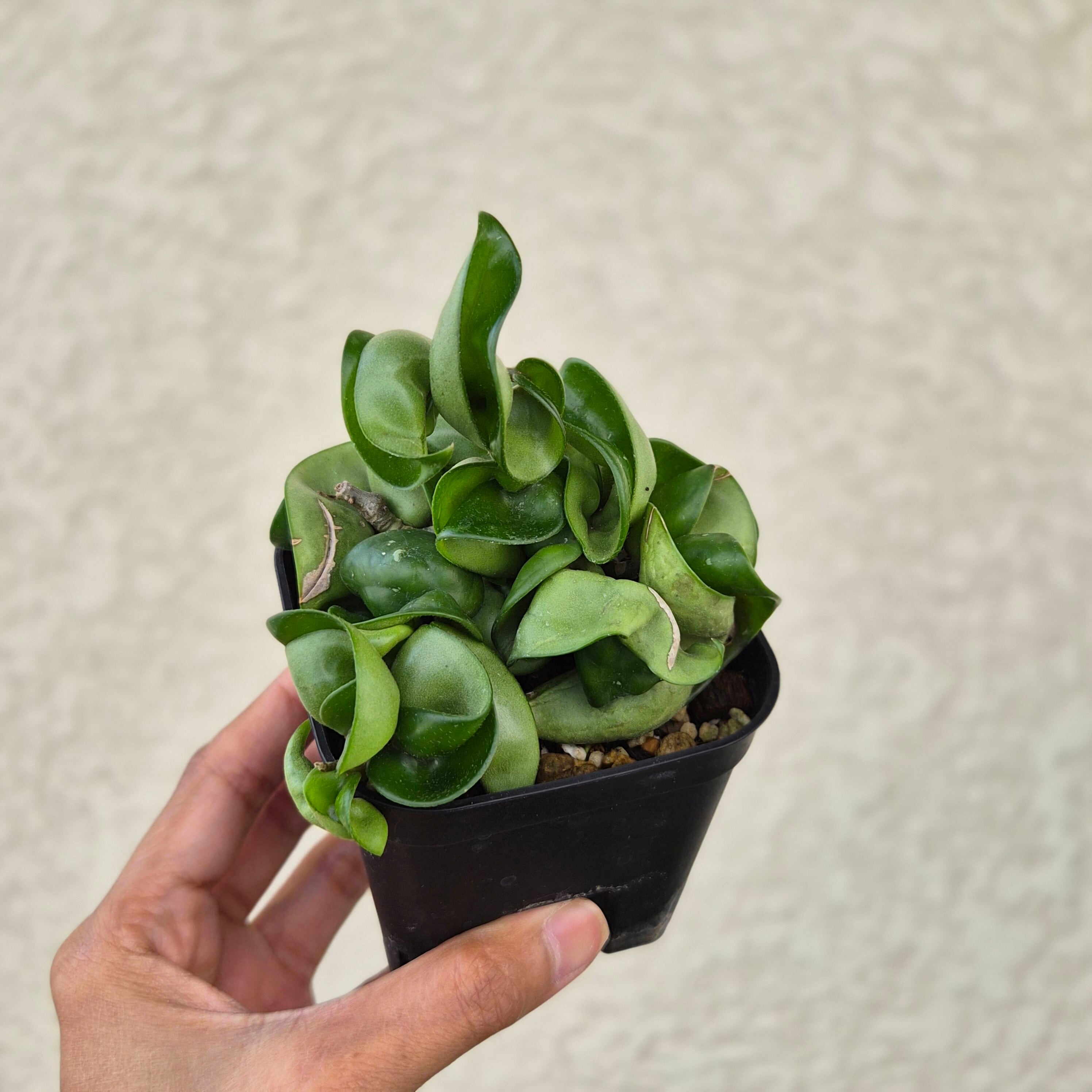 ①《ホヤ カルノーサ コンパクター》 Hoya carnosa 'Compacta' 観葉植物 ポット発送