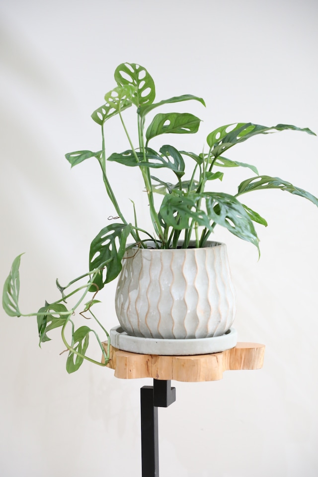 【M】モンステラ アクミアータ/Monstera ※陶器鉢付き