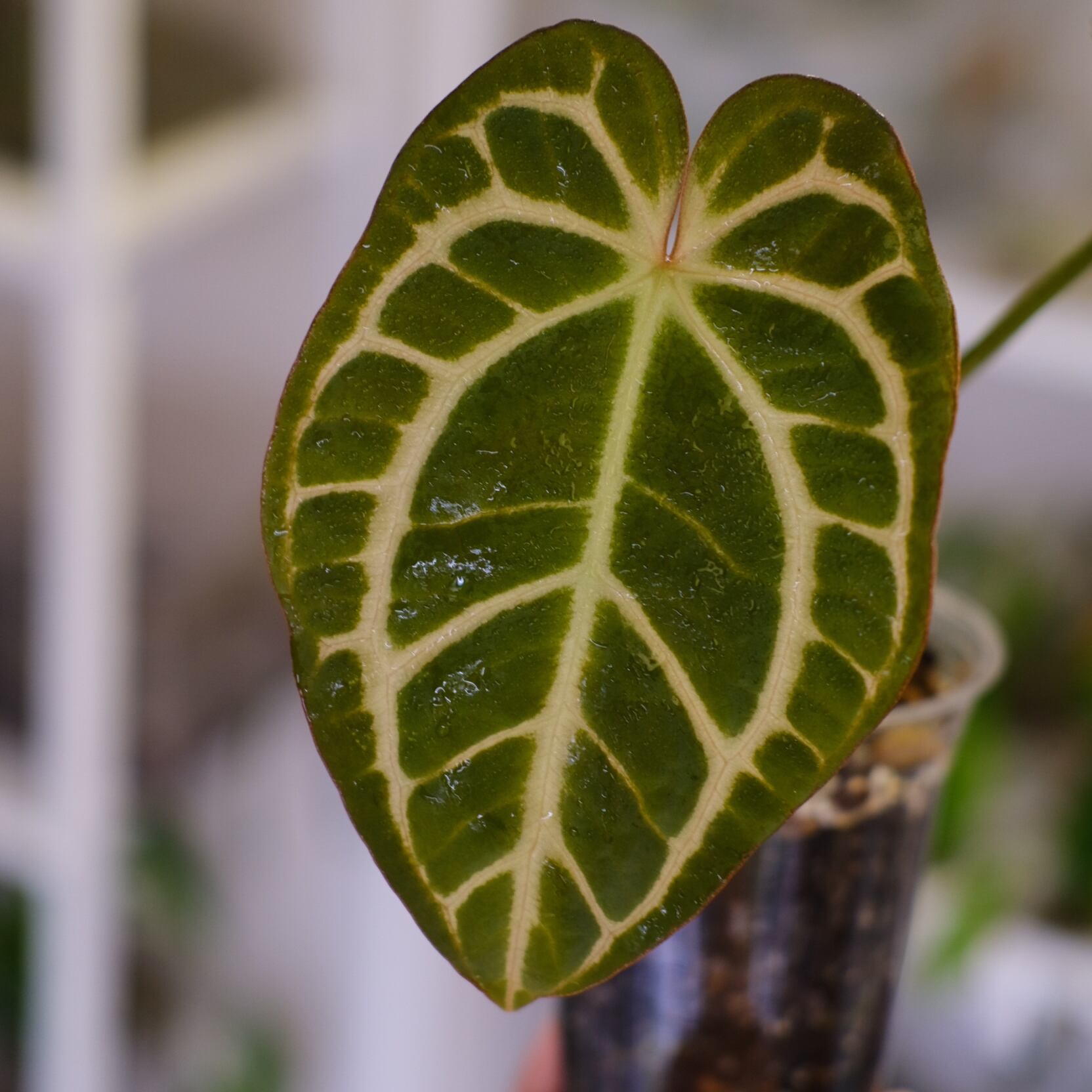 アンスリウム　カーラブラッキー×レッドクリスタル　レア交配　かなり渋い アンスリウム カーラブラッキー×レッドクリスタル レア交配