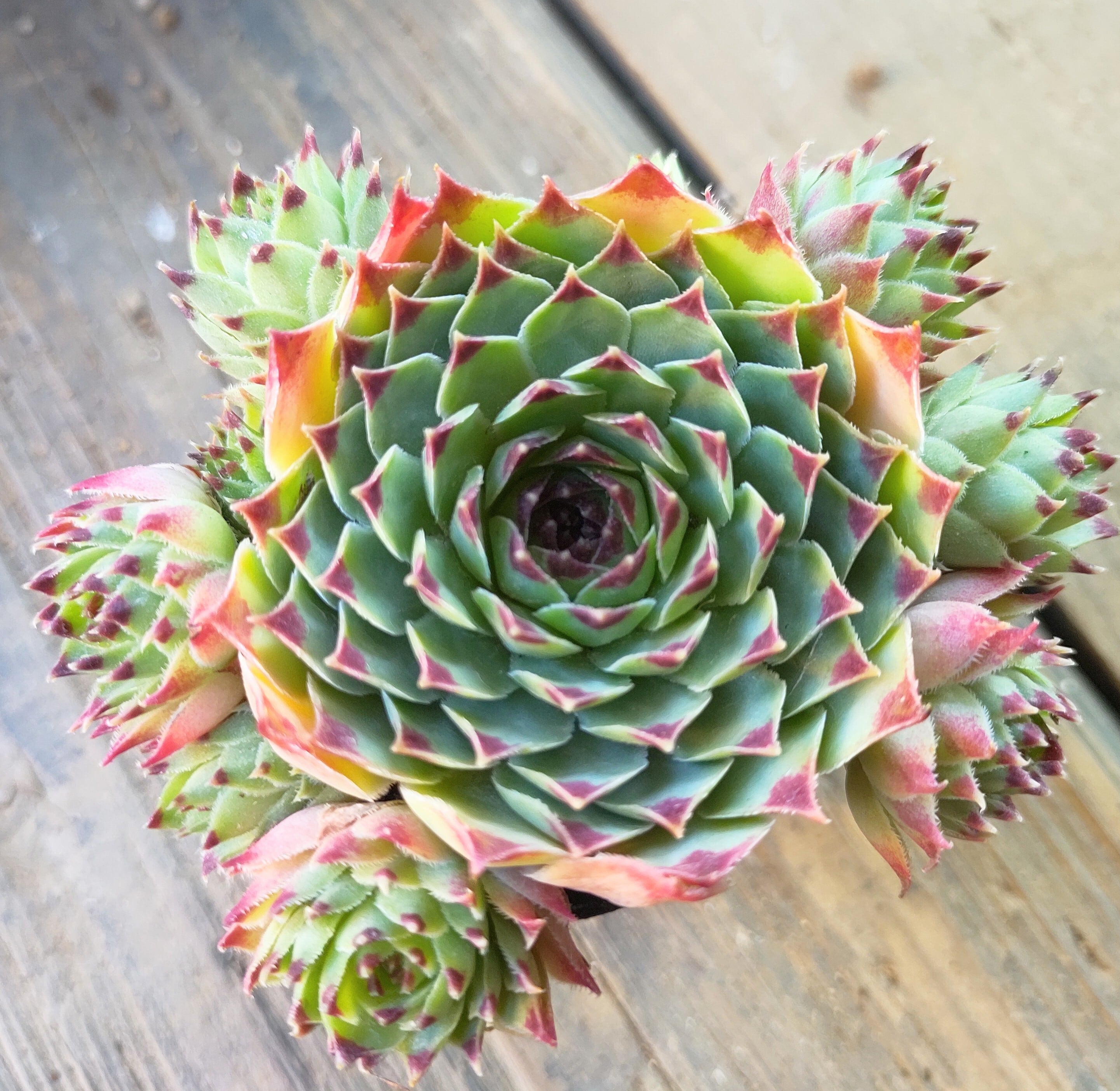 2fc86efd0705cfa39213ea36f0589e