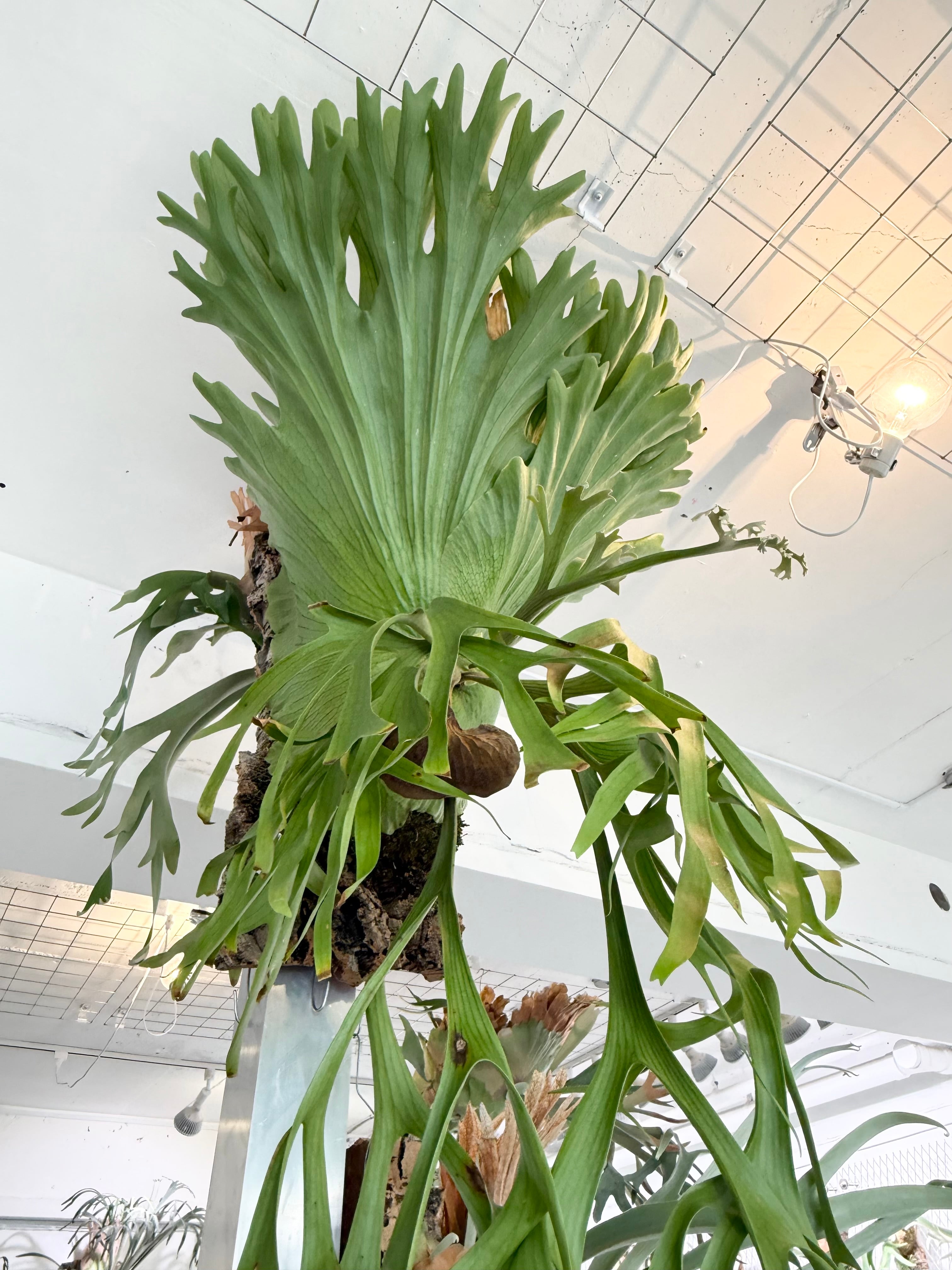 a) P. coronarium 'Thin Thin' ビカクシダ コロナリウム シンシン（大