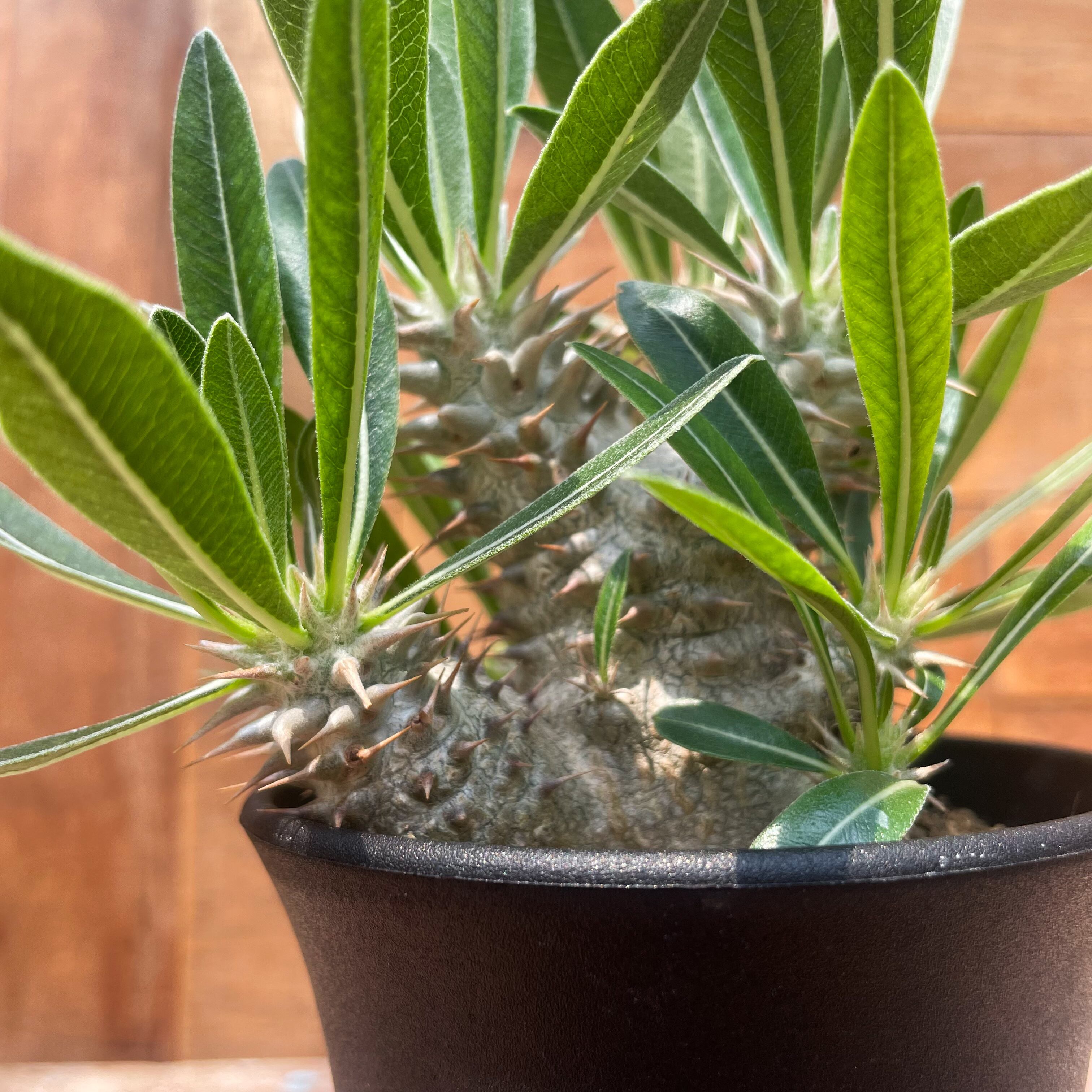 Pachypodium 'Itoh Hybrid'【パキポディウム・伊藤ハイブリッド