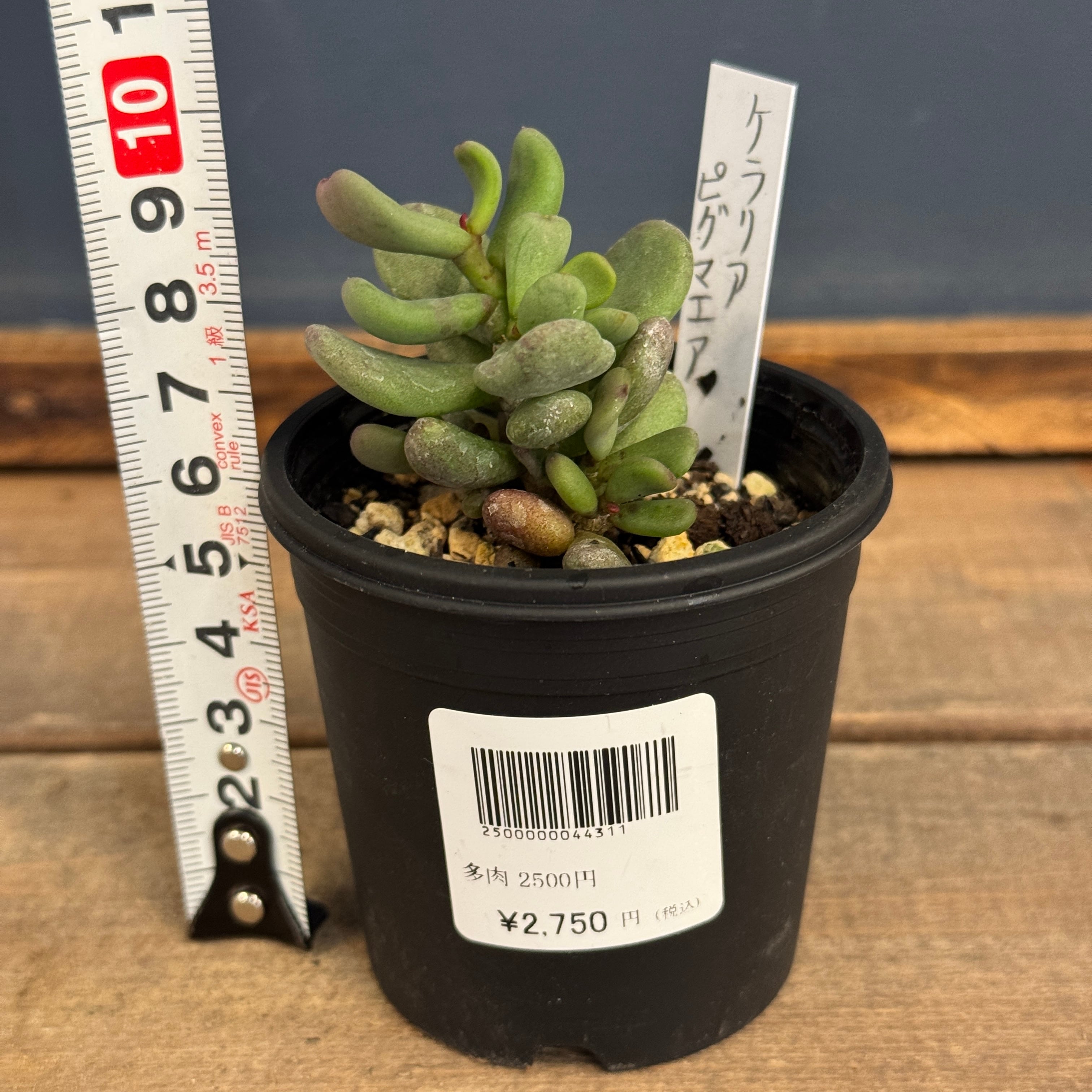 ケラリア ピグマエア【505】 | PROTOLEAF プロトリーフ