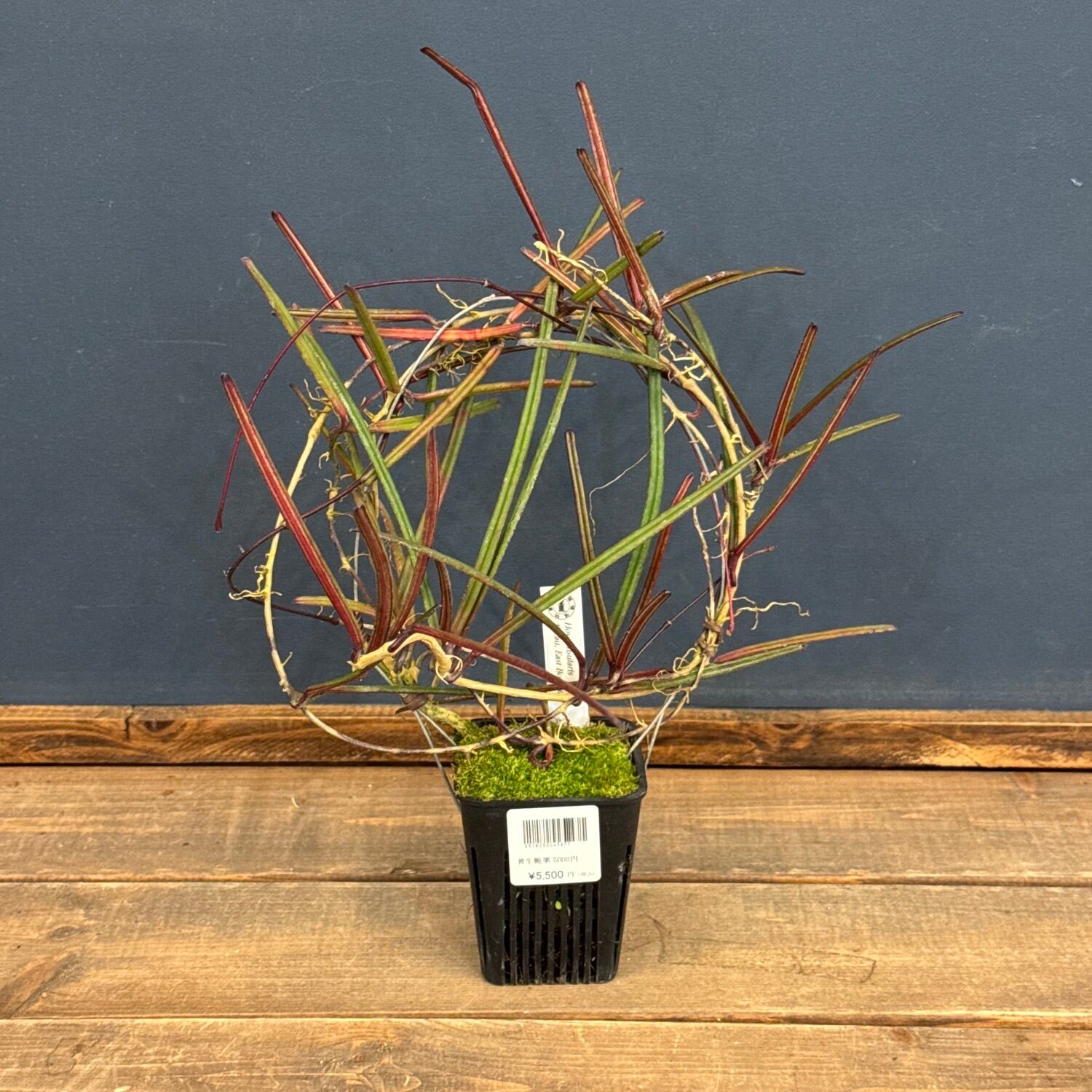 ザミオクルカス ザミフォーリア 植え込み品【541】 | PROTOLEAF プロト