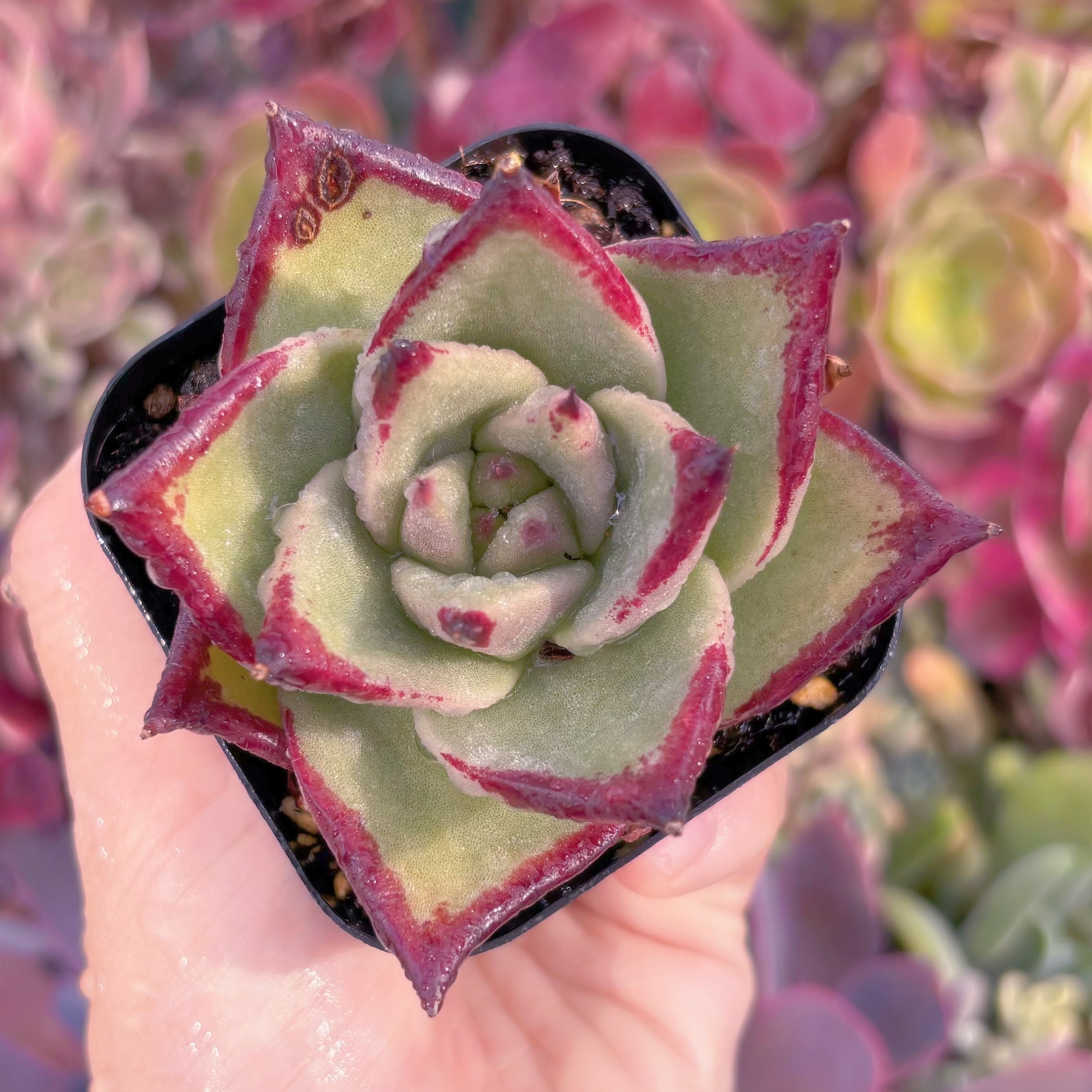 現品　優選エボニー#F001　るる農園