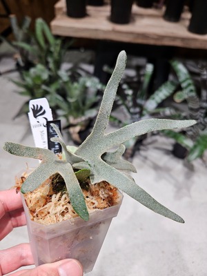 P.Hitomi Mix Sporelings (P.Mico#1 × P.Him × P.Totoro Sporelings)【artPLANTs/PLANTS GARAGE 】ビカクシダ/Platycerium