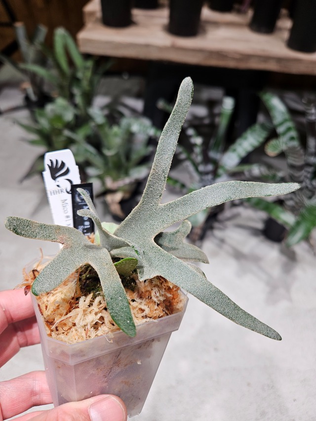 P.Hitomi Mix Sporelings (P.Mico#1 × P.Him × P.Totoro Sporelings)【artPLANTs/PLANTS GARAGE 】ビカクシダ/Platycerium