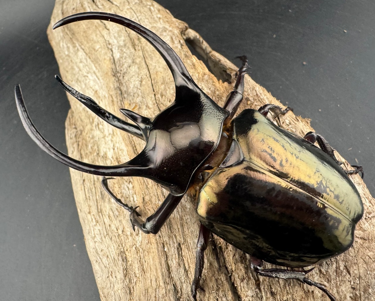 【WD】《ミンダナオアトラスオオカブト マラグサン産 97.5mm ペア》