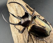 【WD】《ミンダナオアトラスオオカブト マラグサン産 97.5mm ペア》