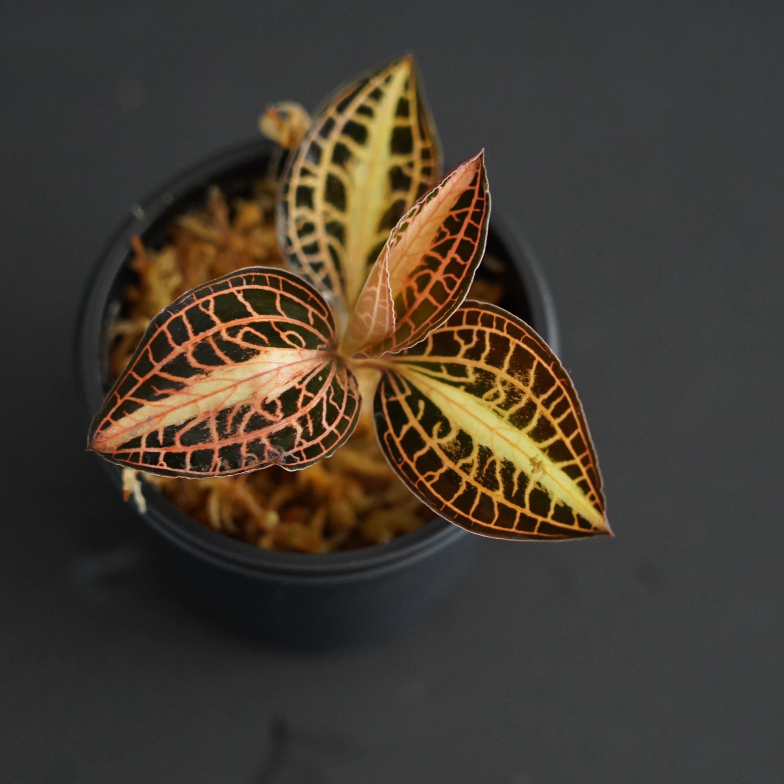 ◇現品◇アネクトキルス アルボリニアタス Anoectochilus albolineatus