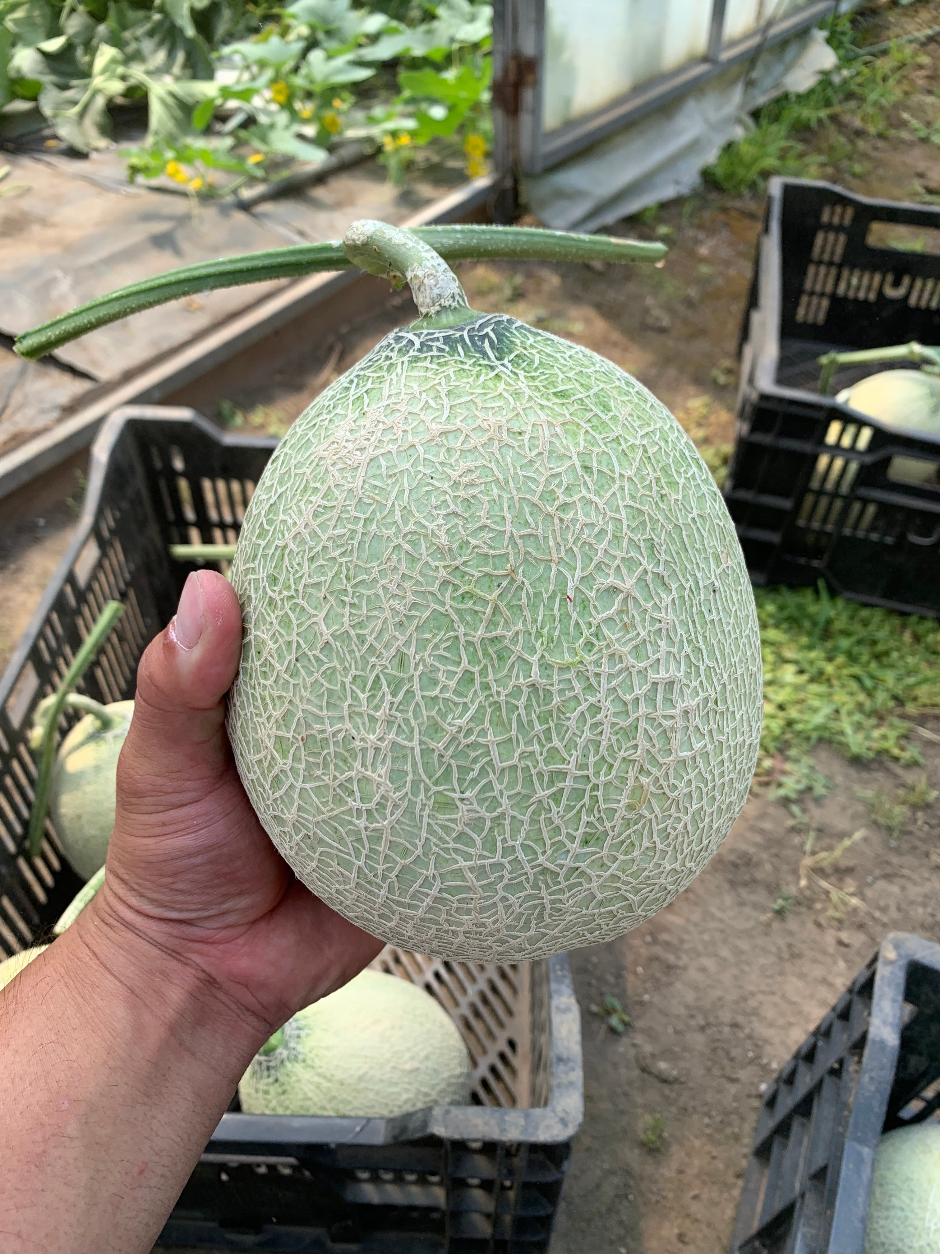 十勝メロン（キングメルティー） | 産地直送 RIKI'S VEGE ｜北海道十勝
