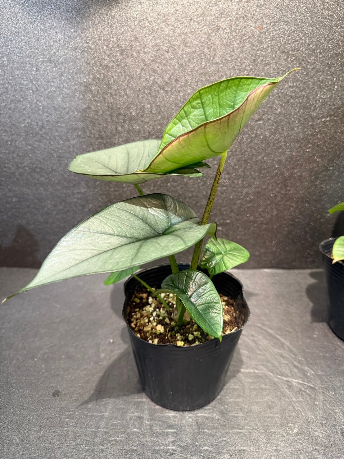 アロカシア・レギネ 4号 | 観葉植物と雑貨のお店 VIVAGREEN
