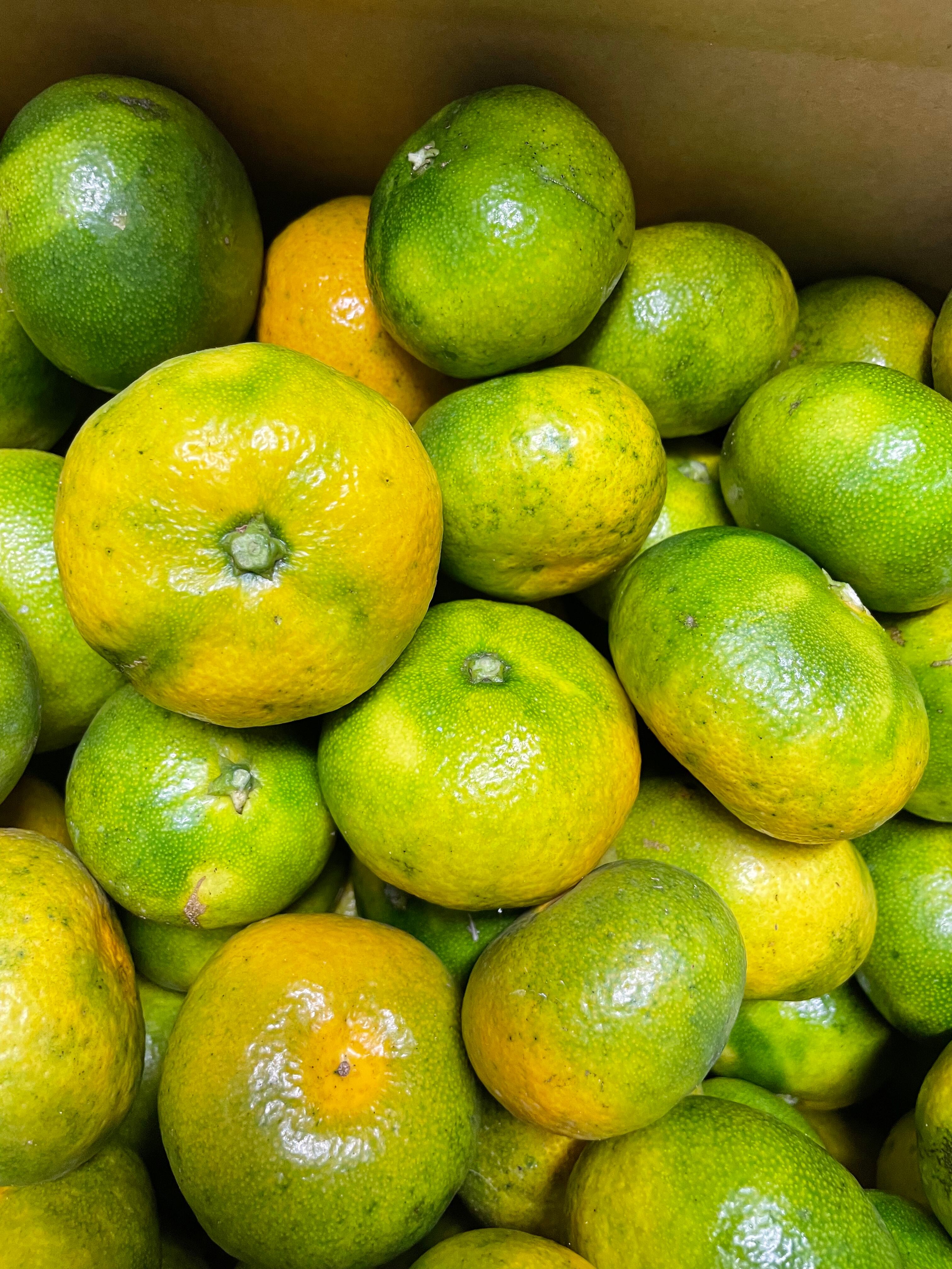 【全国一律送料】極早生みかん(日南1号)10kg