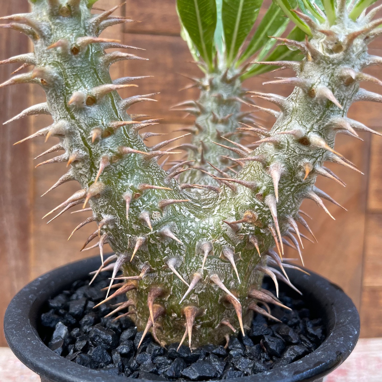 Pachypodium Densicaule【パキポディウム・恵比寿大黒・実生】