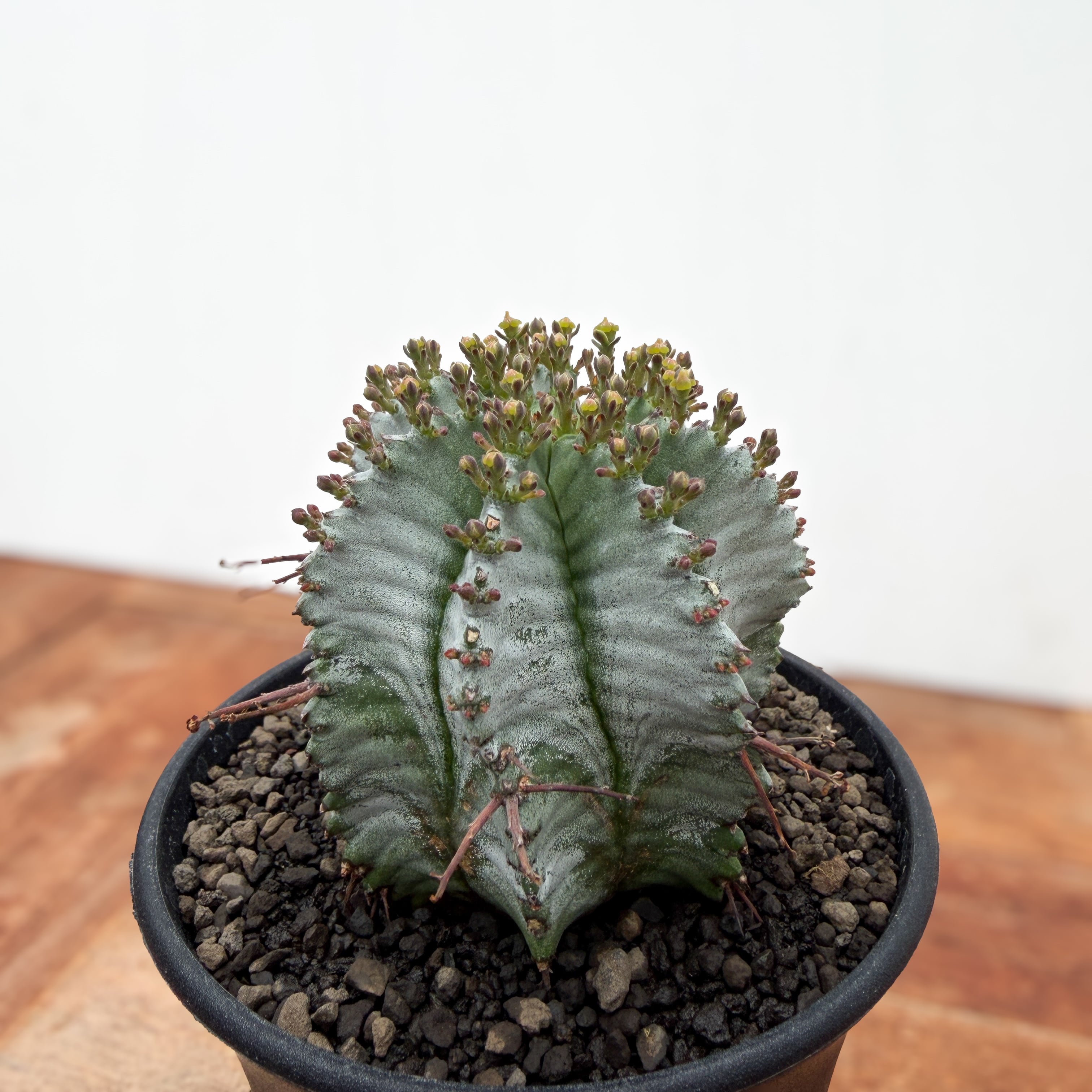 Euphorbia hyb. horrida【ユーフォルビア・玉型白ホリダ】 | RIMO'S