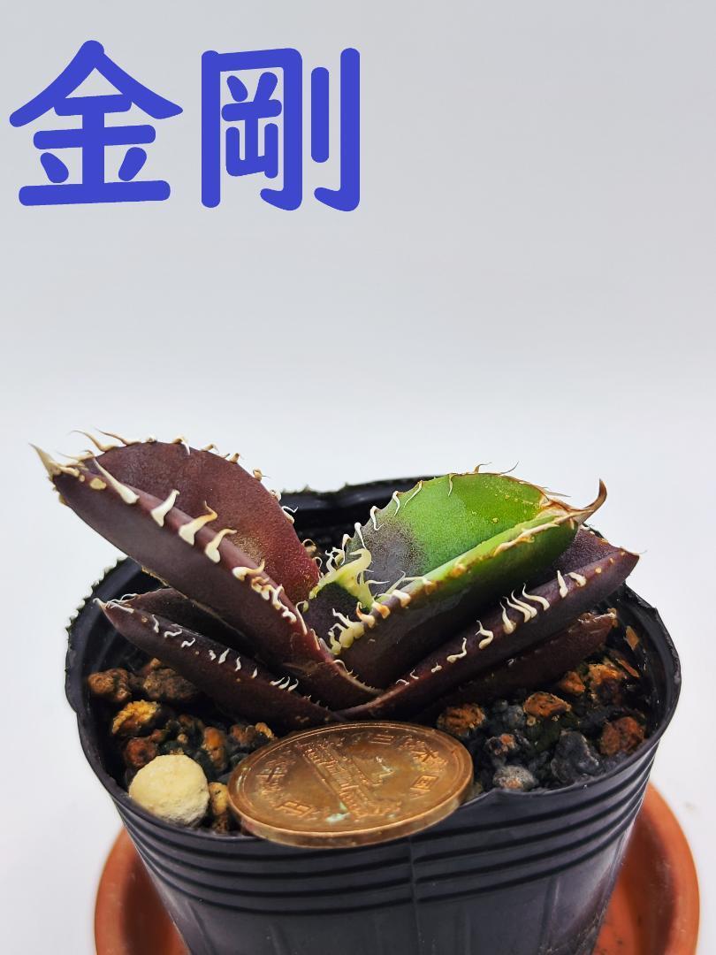 8アガベ チタノタ ブラック ダイヤモンド 大甲蓋 極上株 特選子株 3号株