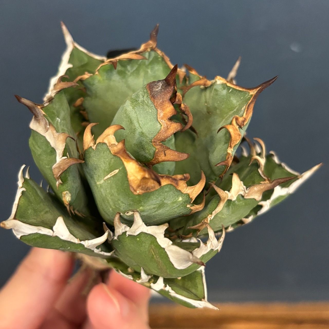 アガベ チタノタ レッドヴェノム(レッドベノム)【196】