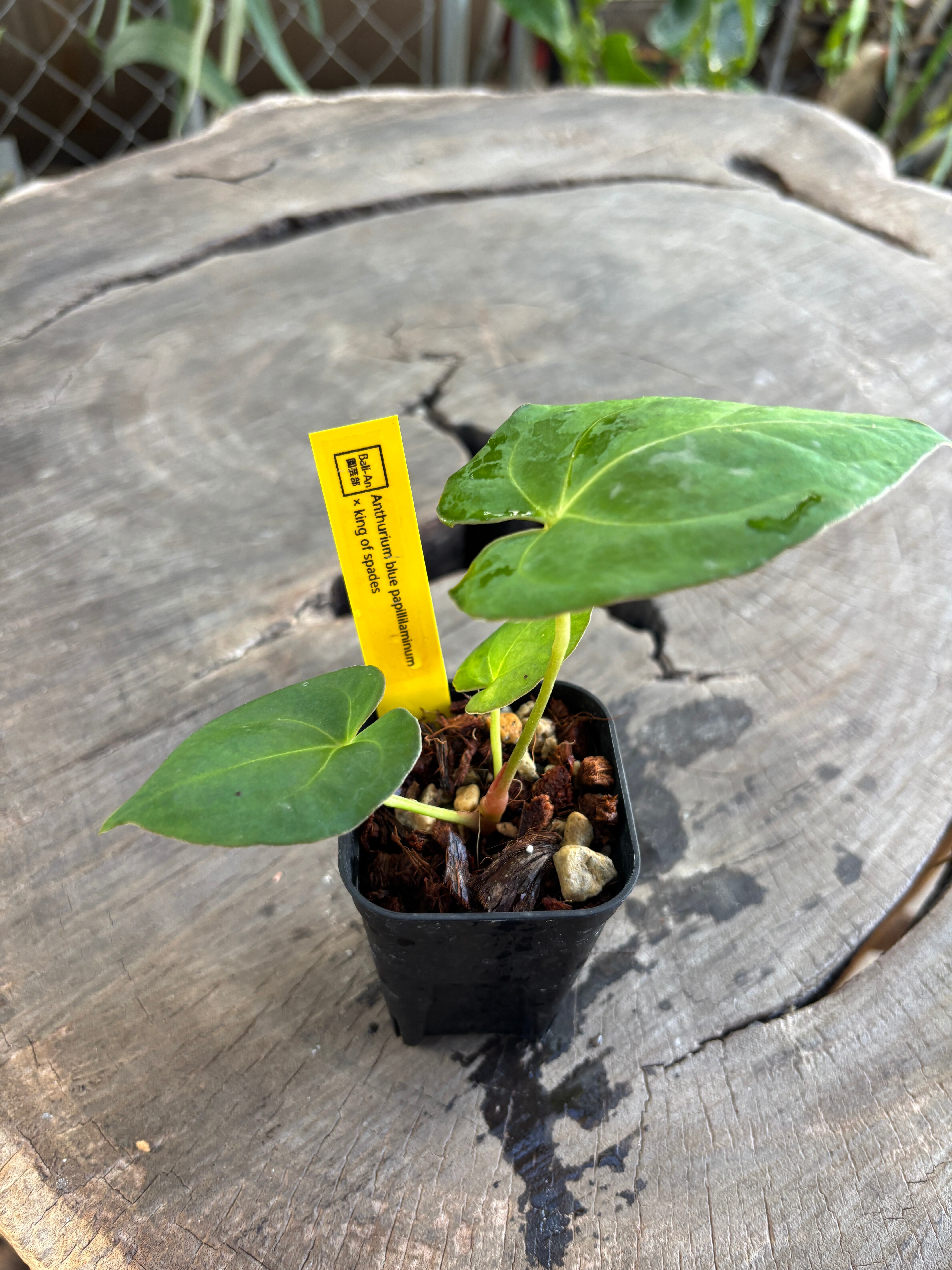 Anthurium | BA PLants