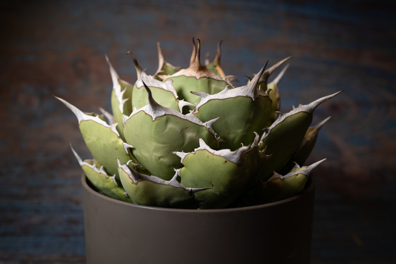 アガベ チタノタ ノーネーム③ 画像2