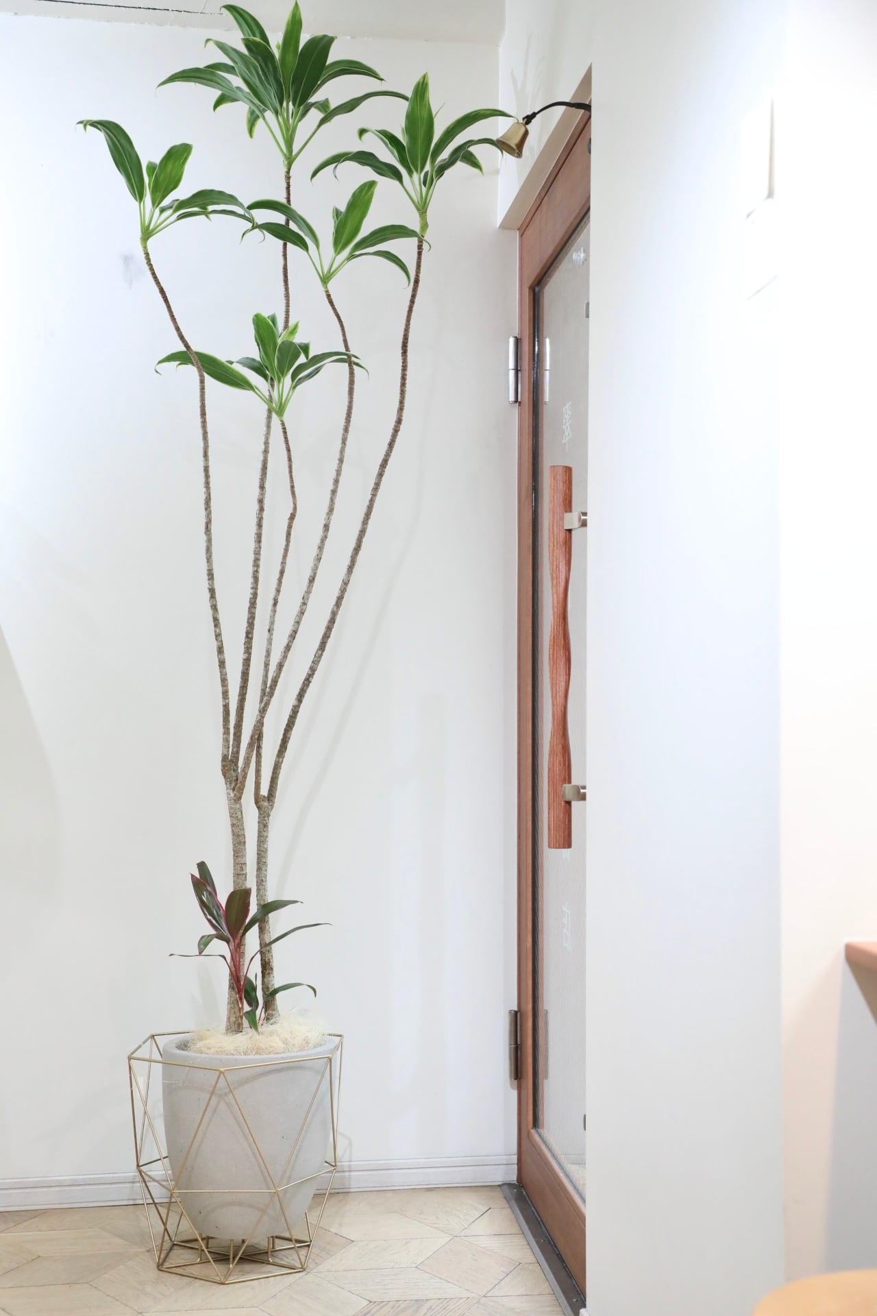 【鉢付き】センナメリディオナリス S】センナ メリディオナリス/Senna meridionalis ※陶器鉢付き | 【厳選