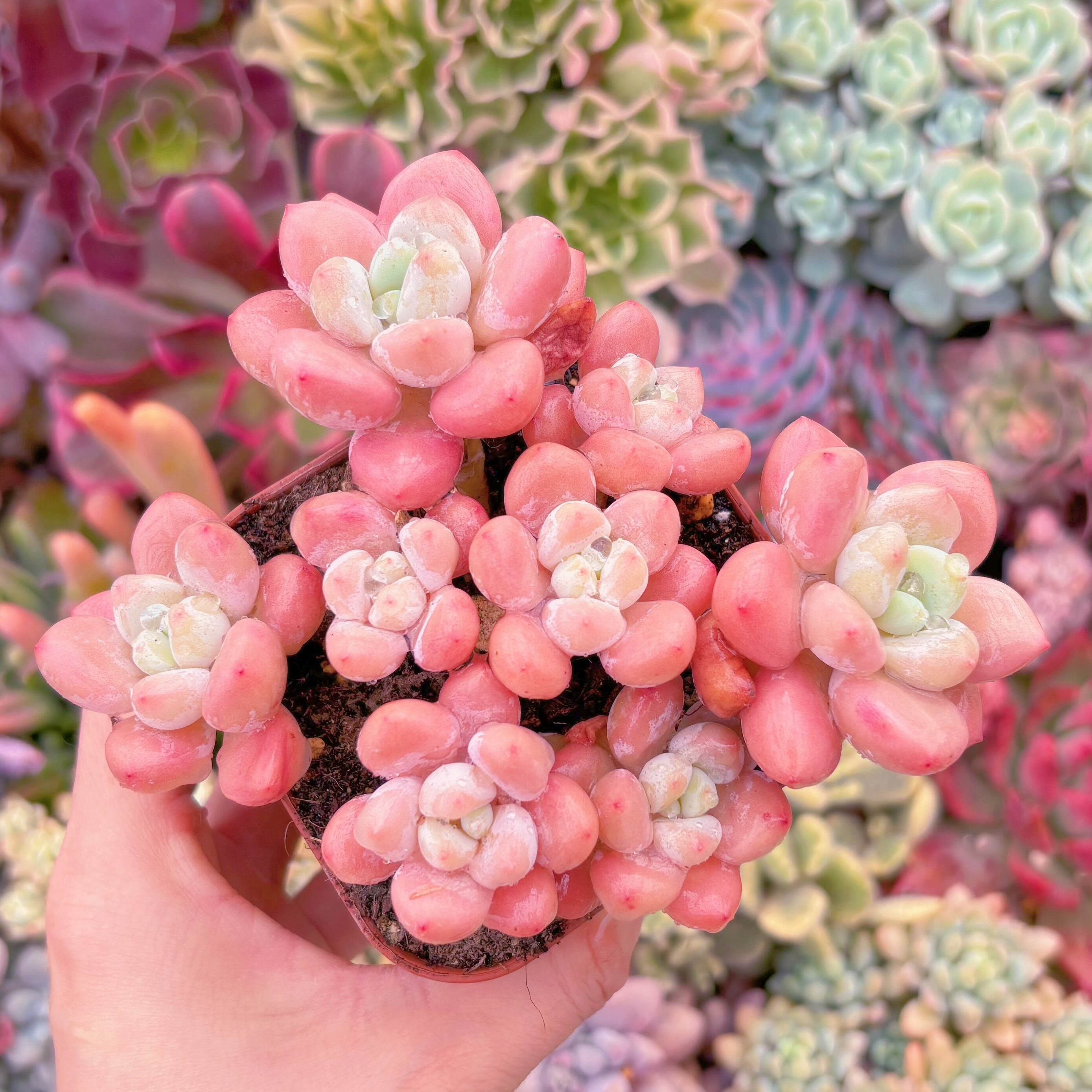 現品　マカロン#646　群生　新入荷　るる農園