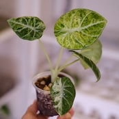 Alocasia Ninja Tricolor / アロカシア ニンジャ 斑入り⑥