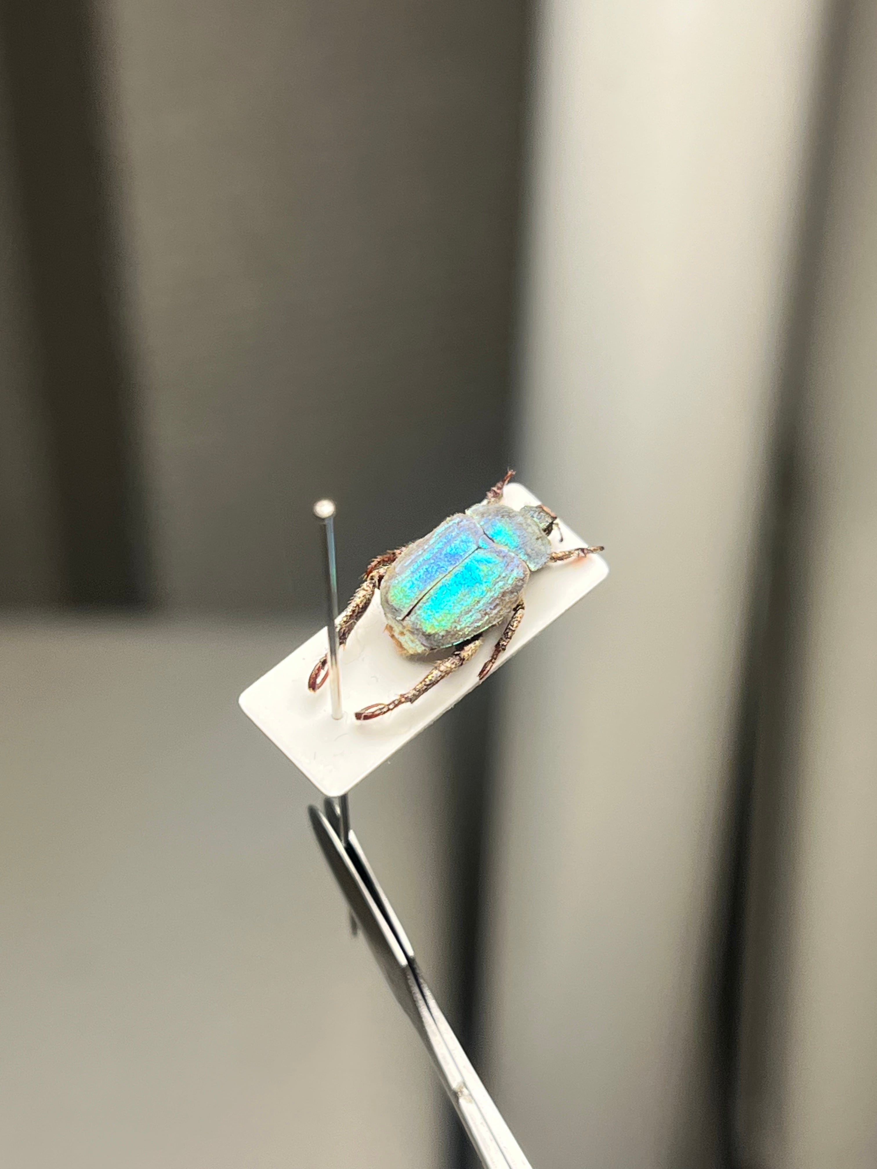 8mm】シンジュアシナガコガネ 標本 ブルースカラベ プラチナコガネ