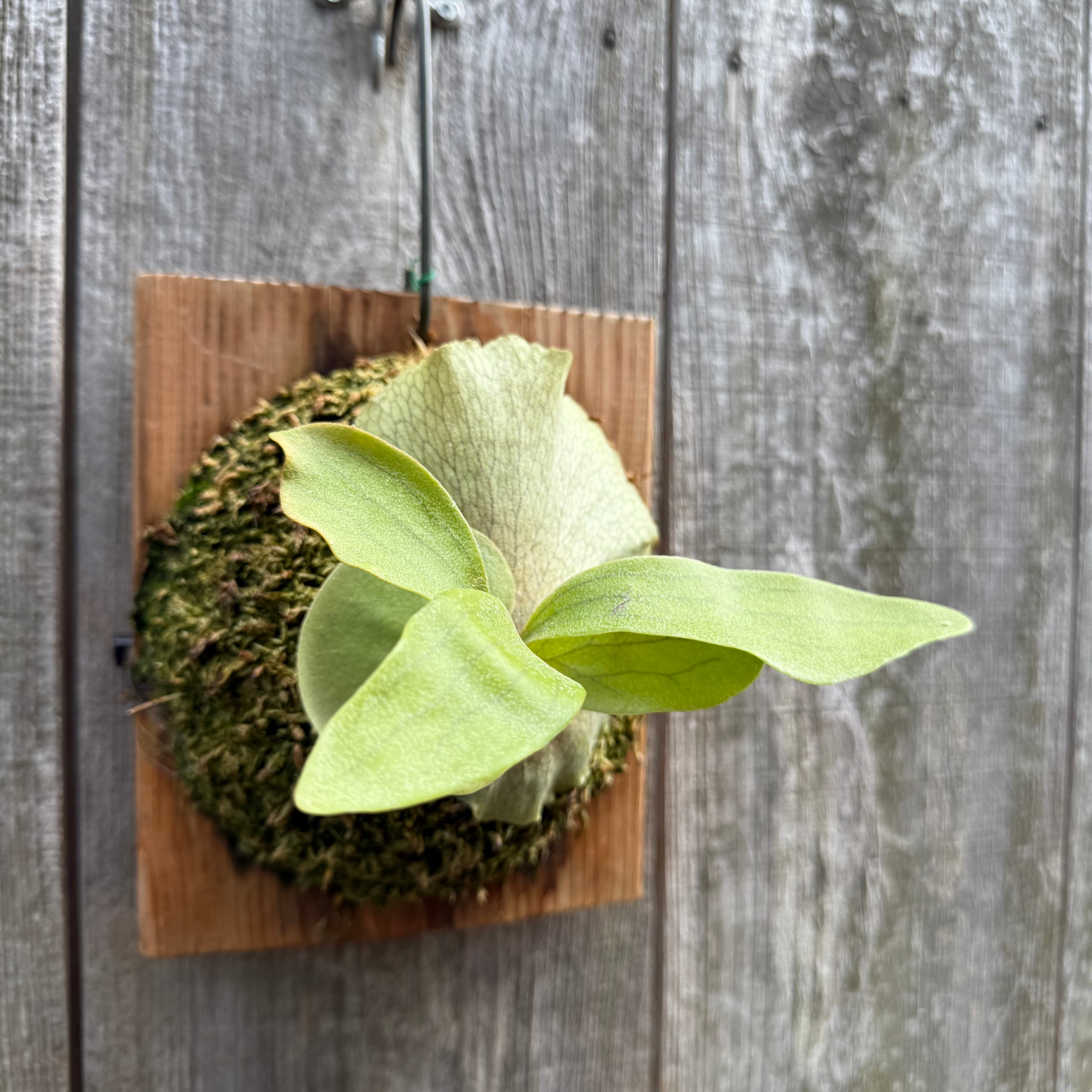 P.hillii Kylin (from Yot) | naturefix