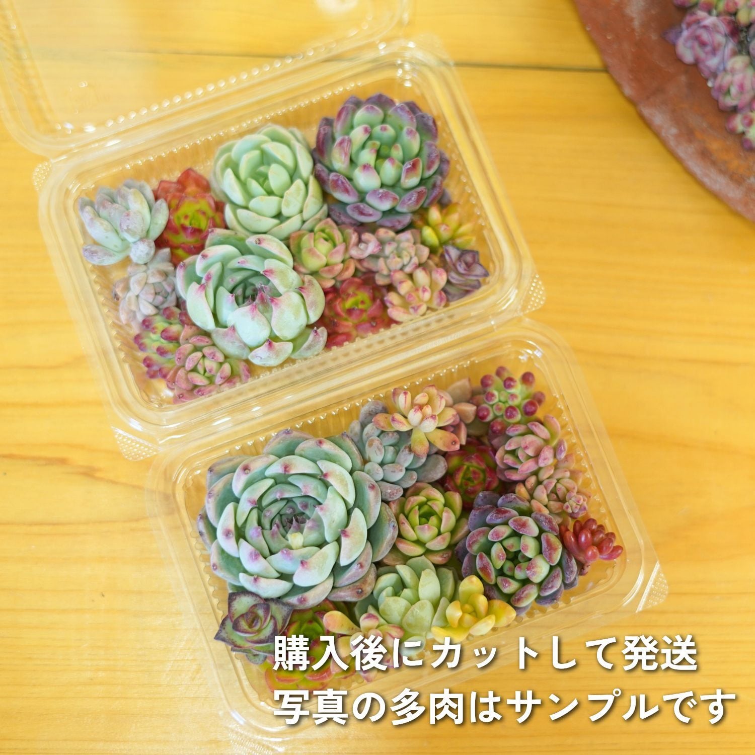 木箱付き 多肉弁当2個セット | 柏屋商店