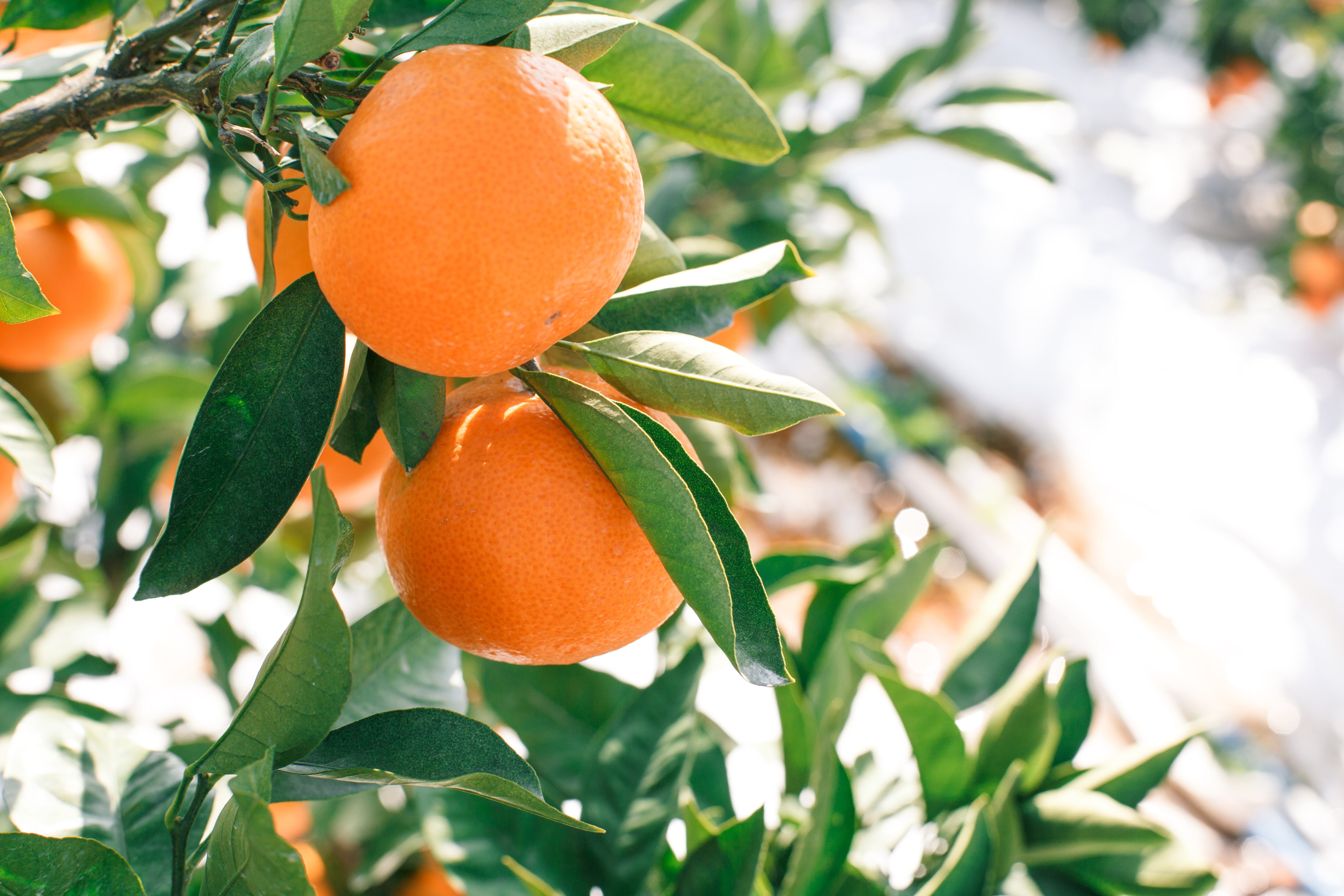 其ノ蜜柑100 1000ml×2本セット みかんジュース ストレートジュース