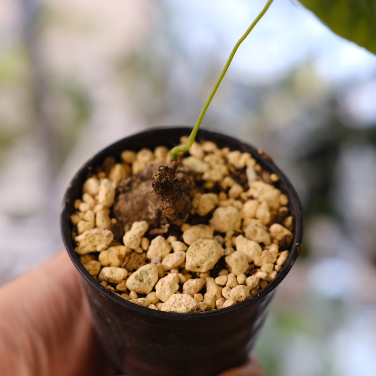 Stephania kaweesakii / ステファニア カウィーサキー㉕/ 観葉植物