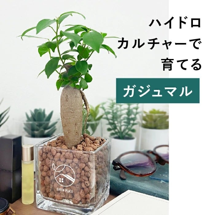 ガジュマル | GREEN PLACE