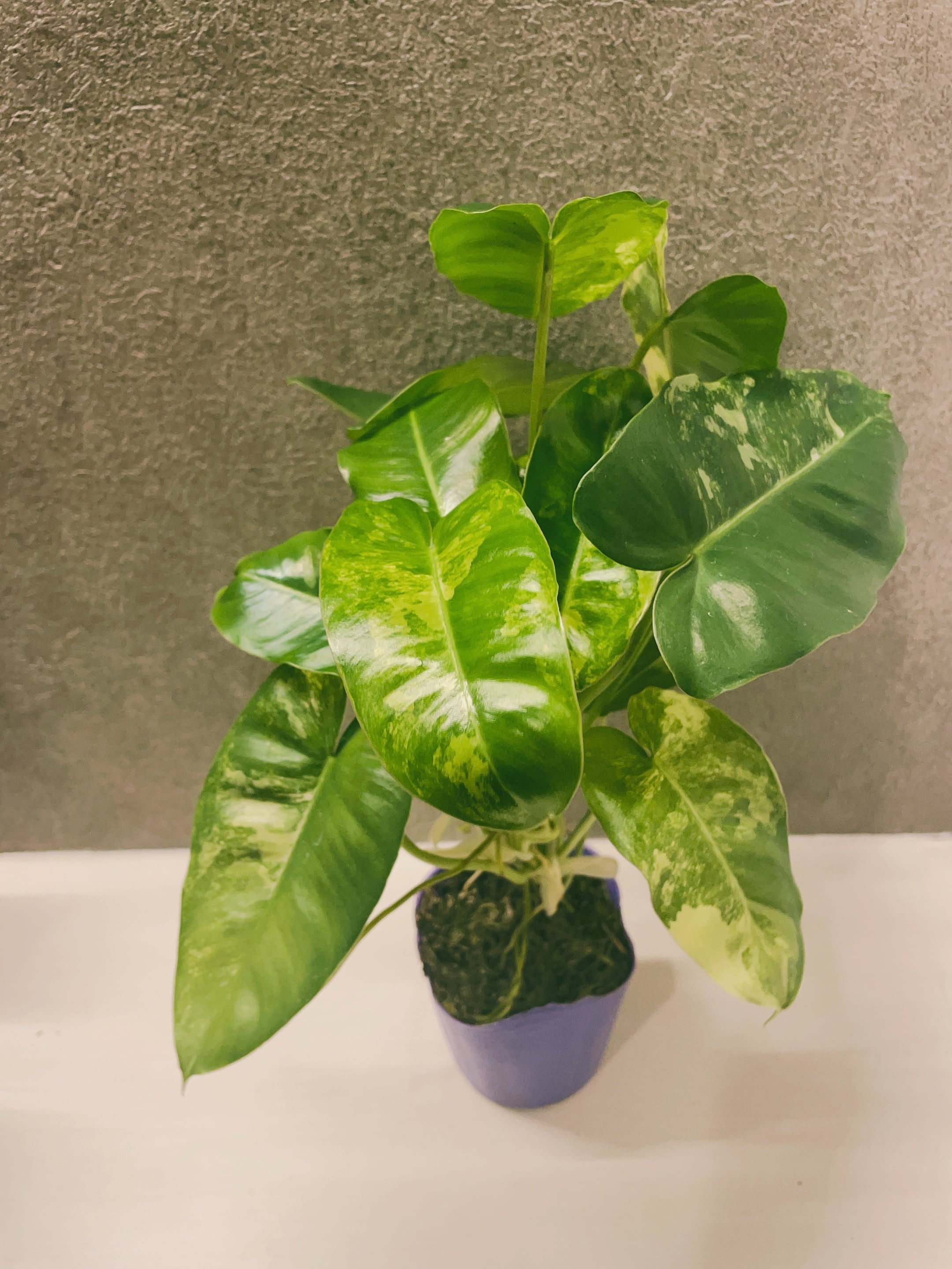 フィロデンドロン バールマルクス 斑入り 3.5号 | a plants フィロデンドロン バールマルクス 斑入り 3.5号 | a plants