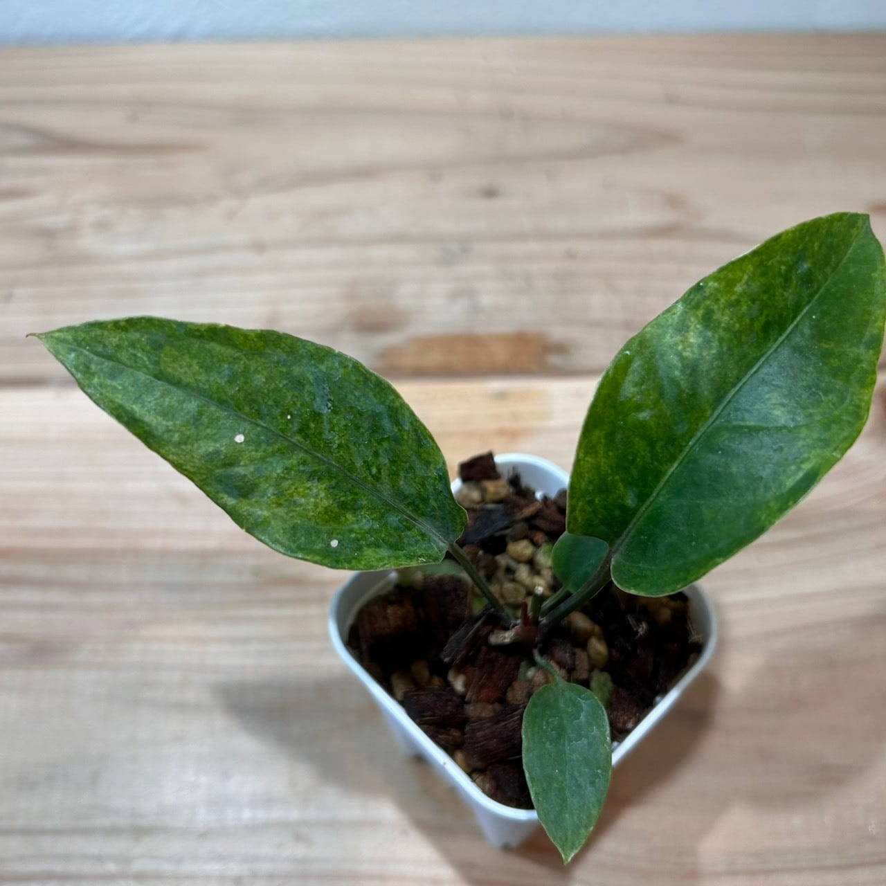 アンスリウム・ベイチー 黒鉢4号（Anthurium veitchii) | GREEN Road