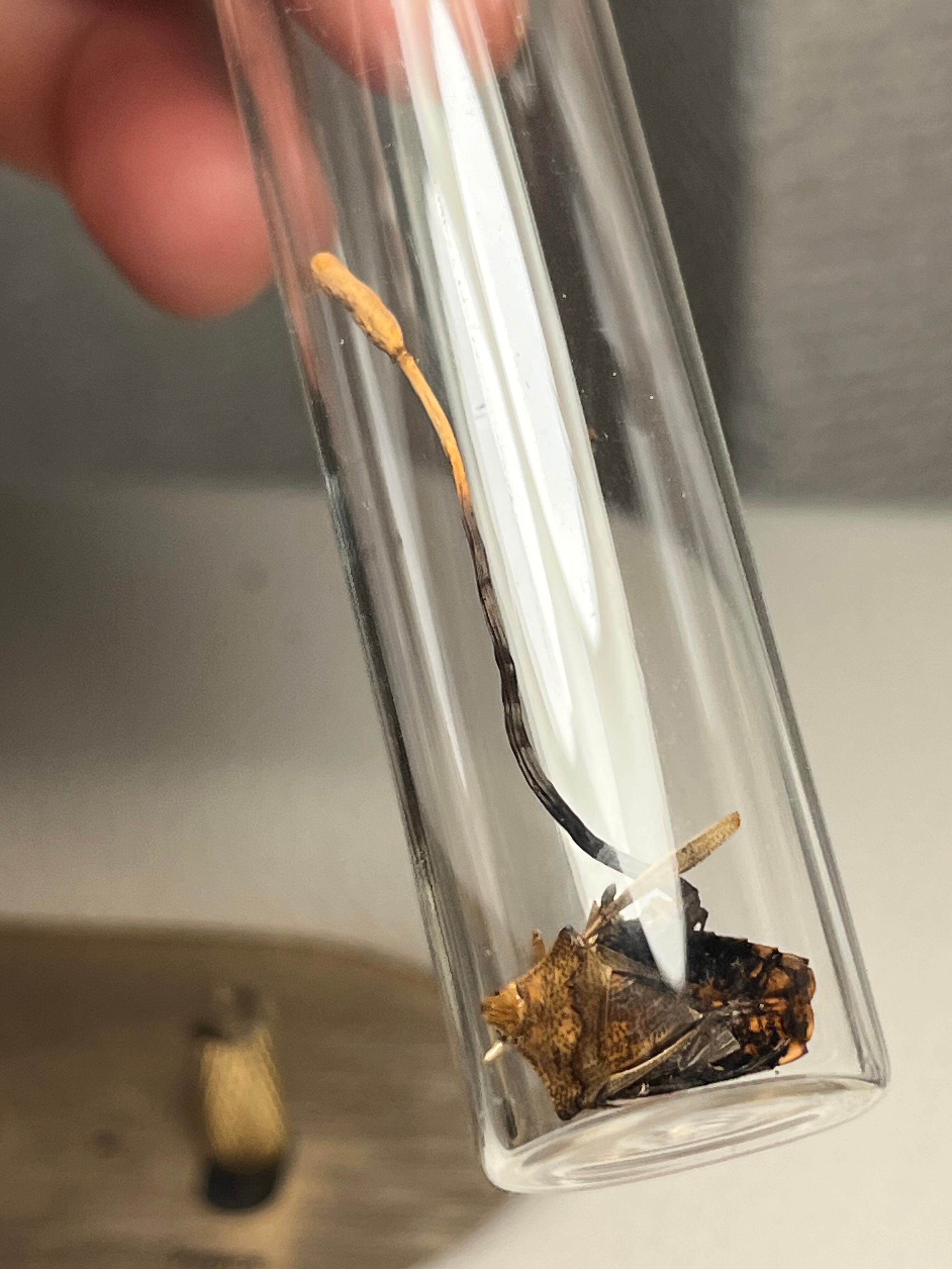 冬虫夏草】カメムシに寄生した冬虫夏草 昆虫標本 多肉植物 エメラルド