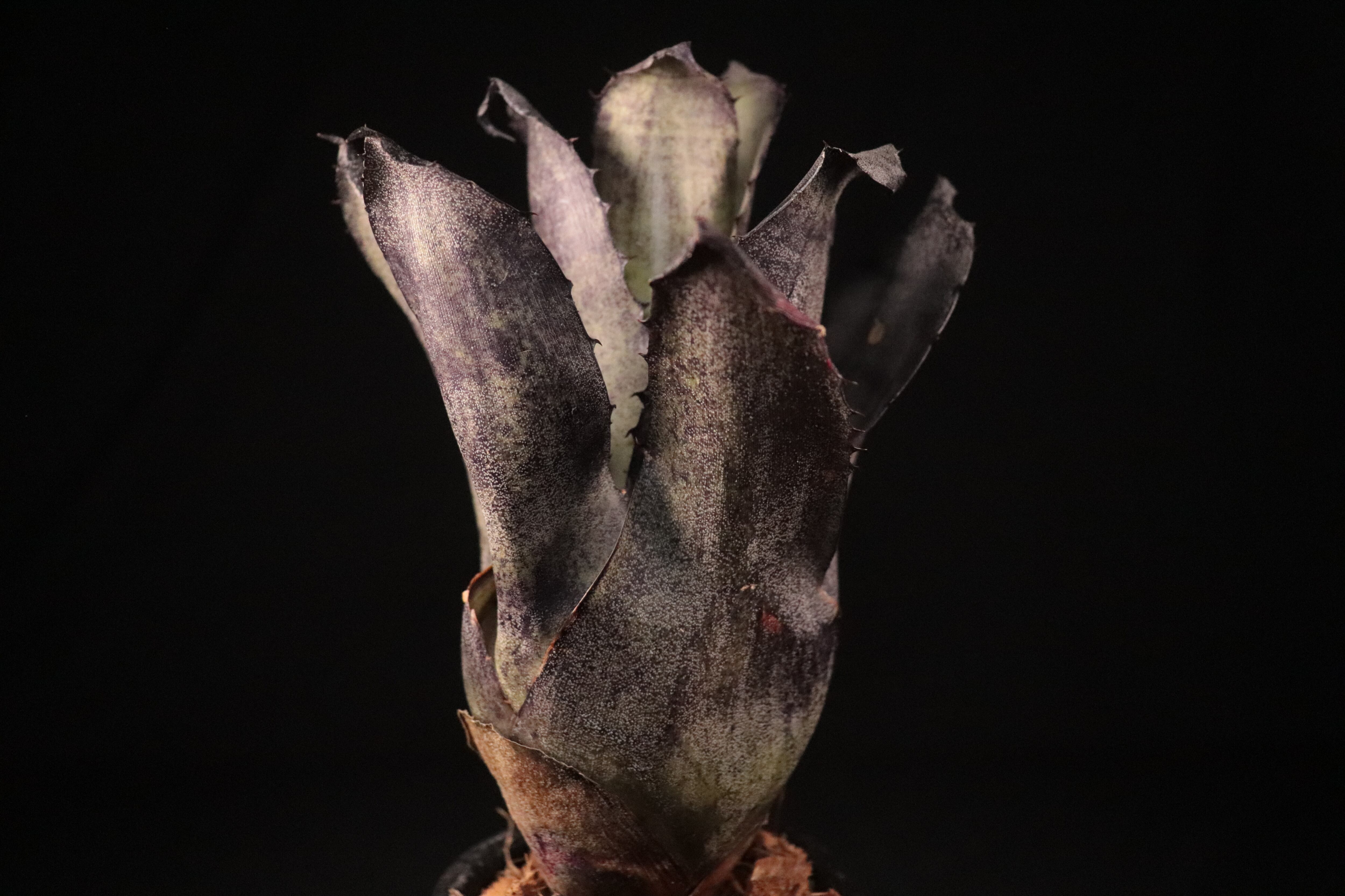 送料無料】 Hohenbergia leopoldo-horstii Black form