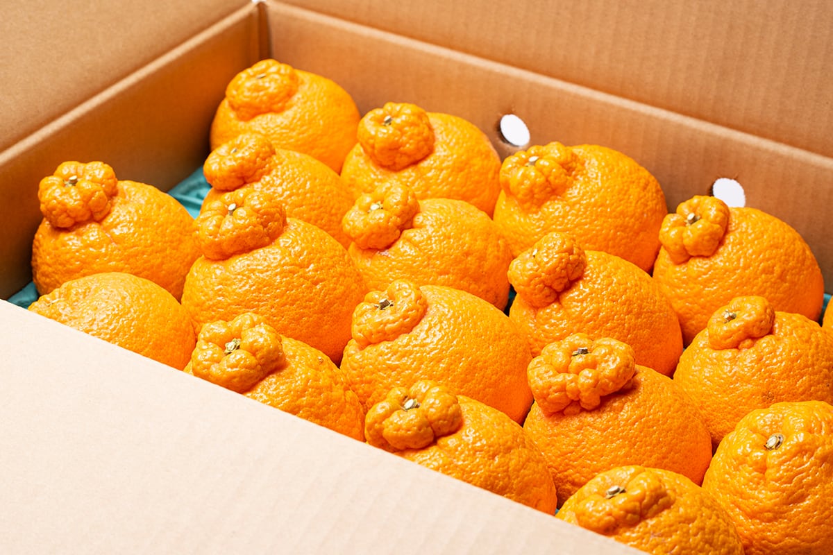 送料無料】卸売市場のセリ人が厳選！ 今食べていただきたい香川県産の