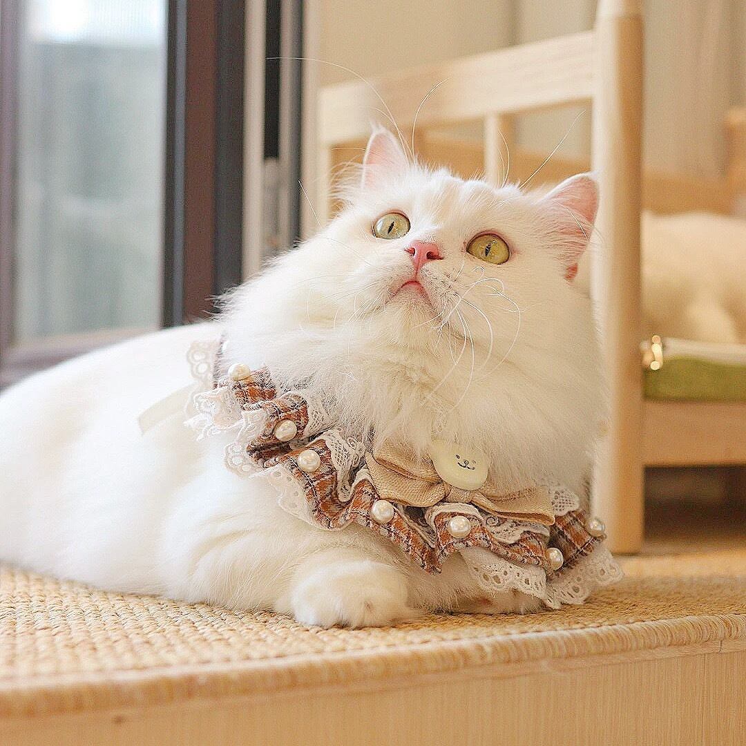 テディベアBrownフリルエプロン 猫 付け襟 | nyanpets 猫グッズ専門店