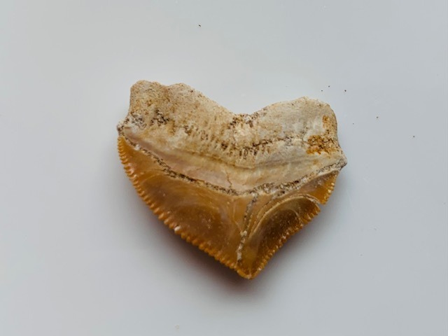 サメの歯化石　スクアリコラックス　　モロッコ産　中生代白亜紀　