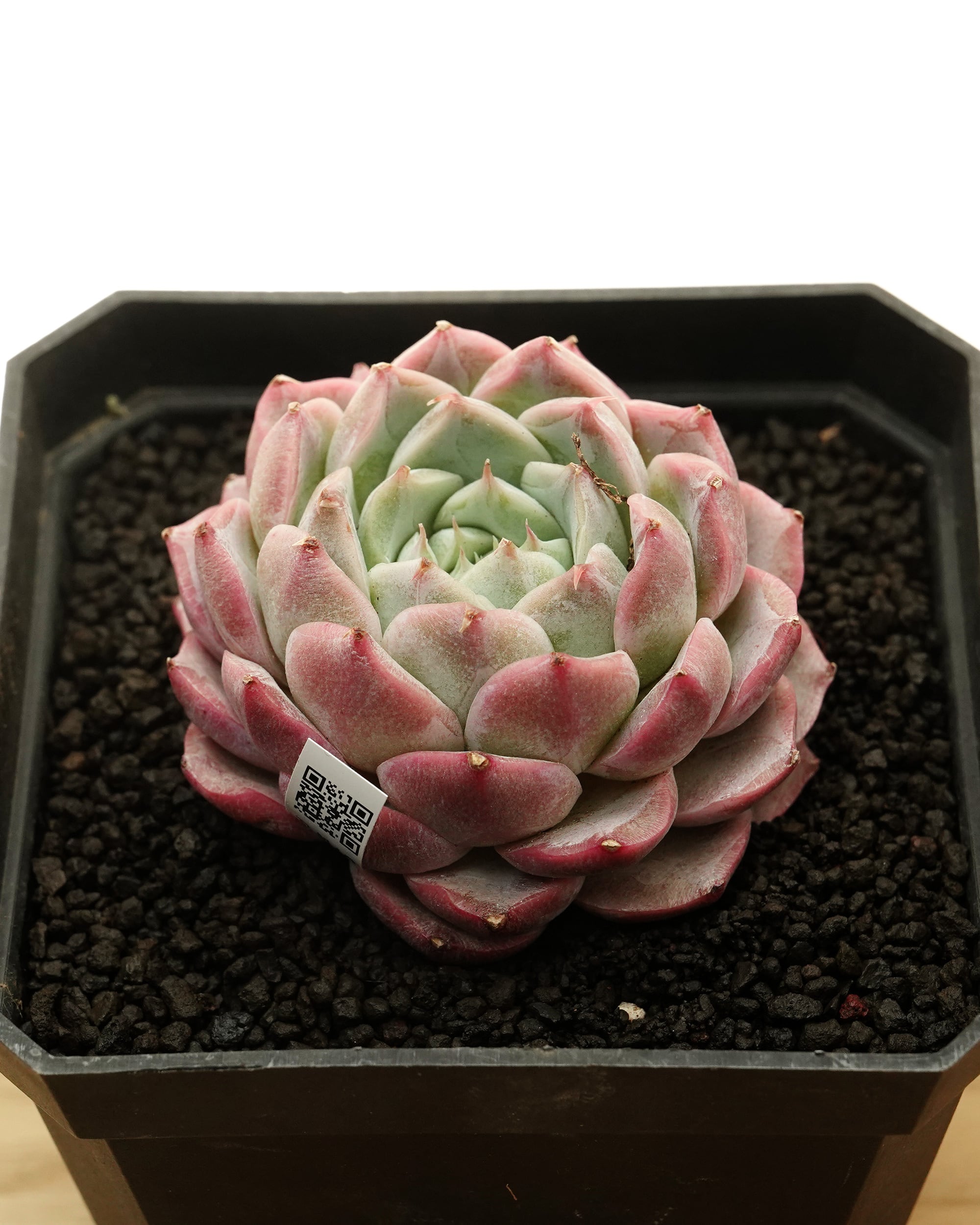 抜き苗 ハオルチア エメラルドLED錦 Haworthia 'Emerald LED