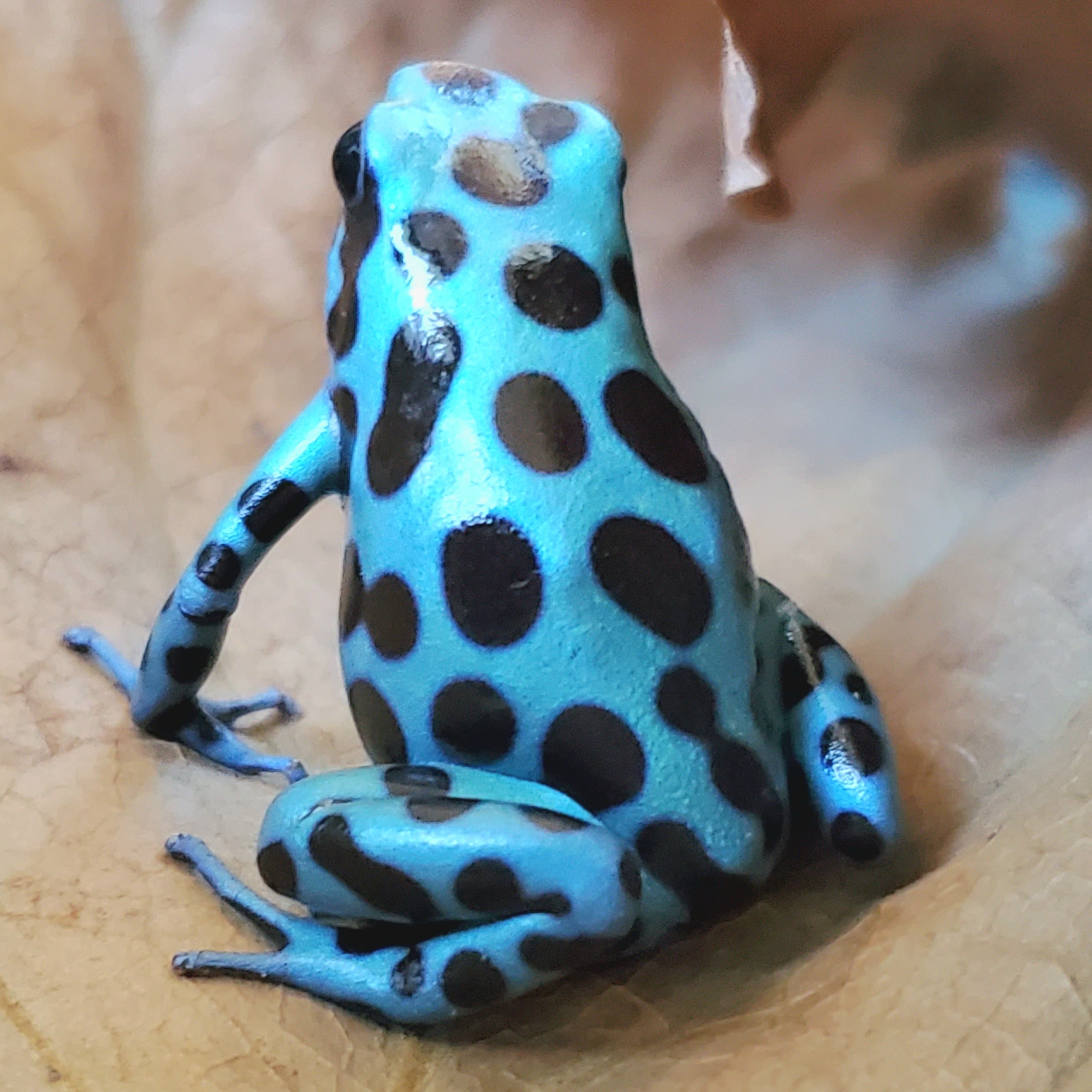 マダラ ヤドクガエル 