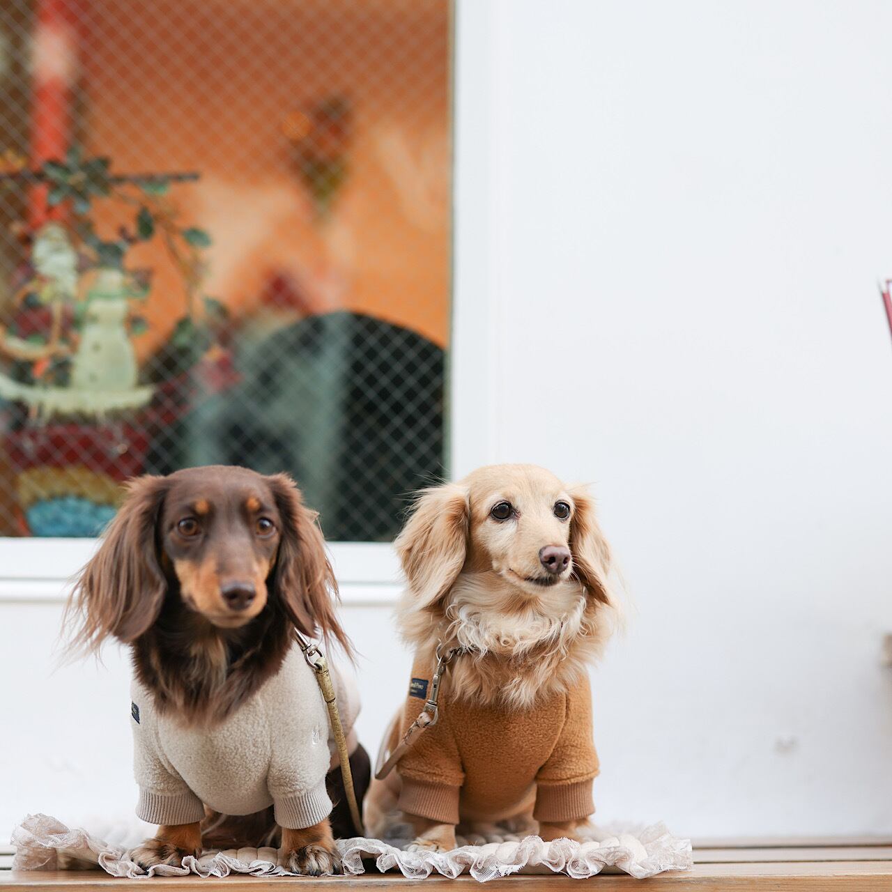 ラグランフリース | カニンヘンダックスとミニチュアダックス専門のお