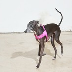 【PUPPYGALLERY公式】アトランタVハーネス　予約　M/L